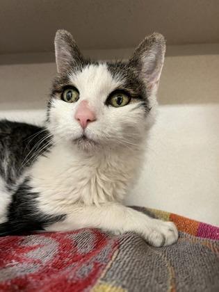 Enlarge Cleopatra, a Adoptable mixed breed in New Hope, PA image 3/3