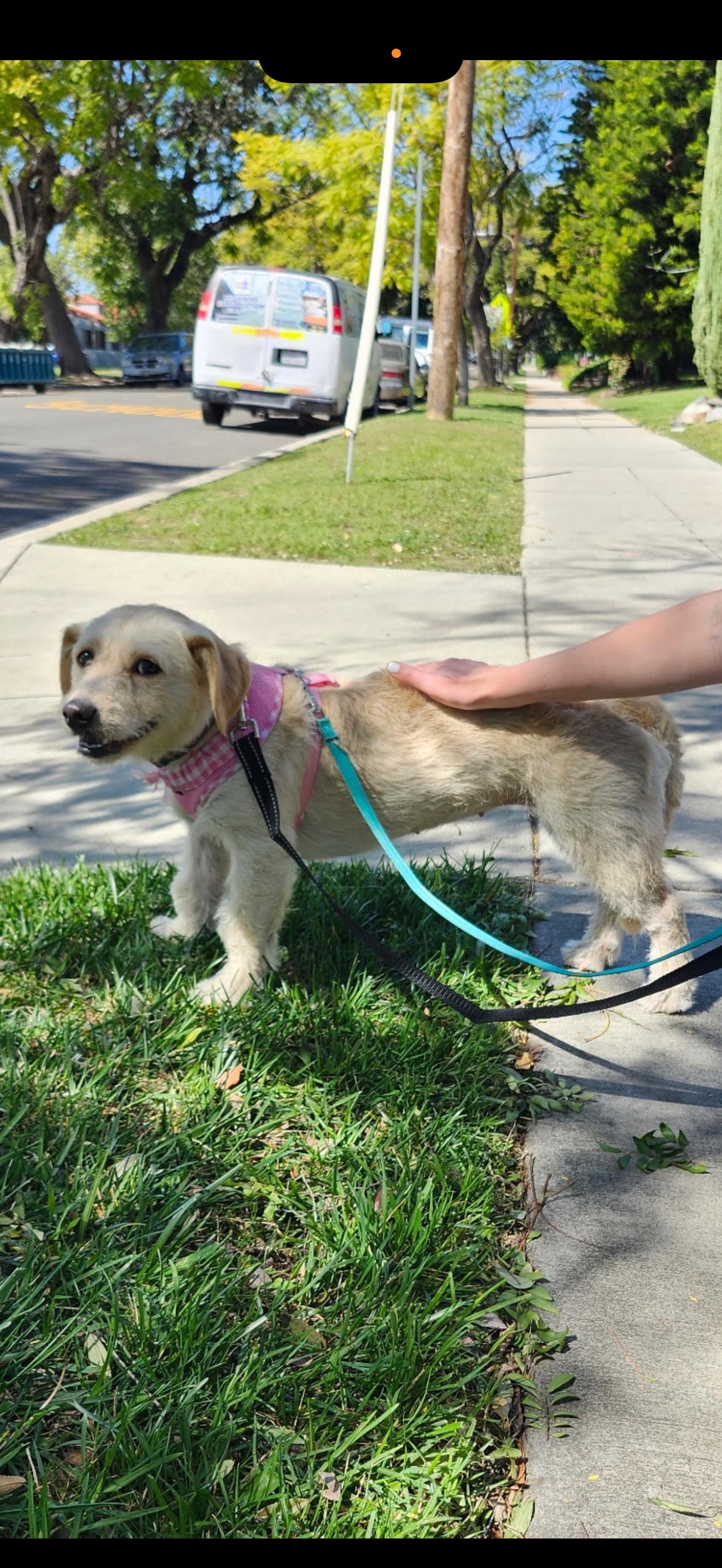 Enlarge Jessie - The Golden Doodle , a ADOPTABLE mixed breed in North Hollywood , CA image 3/5