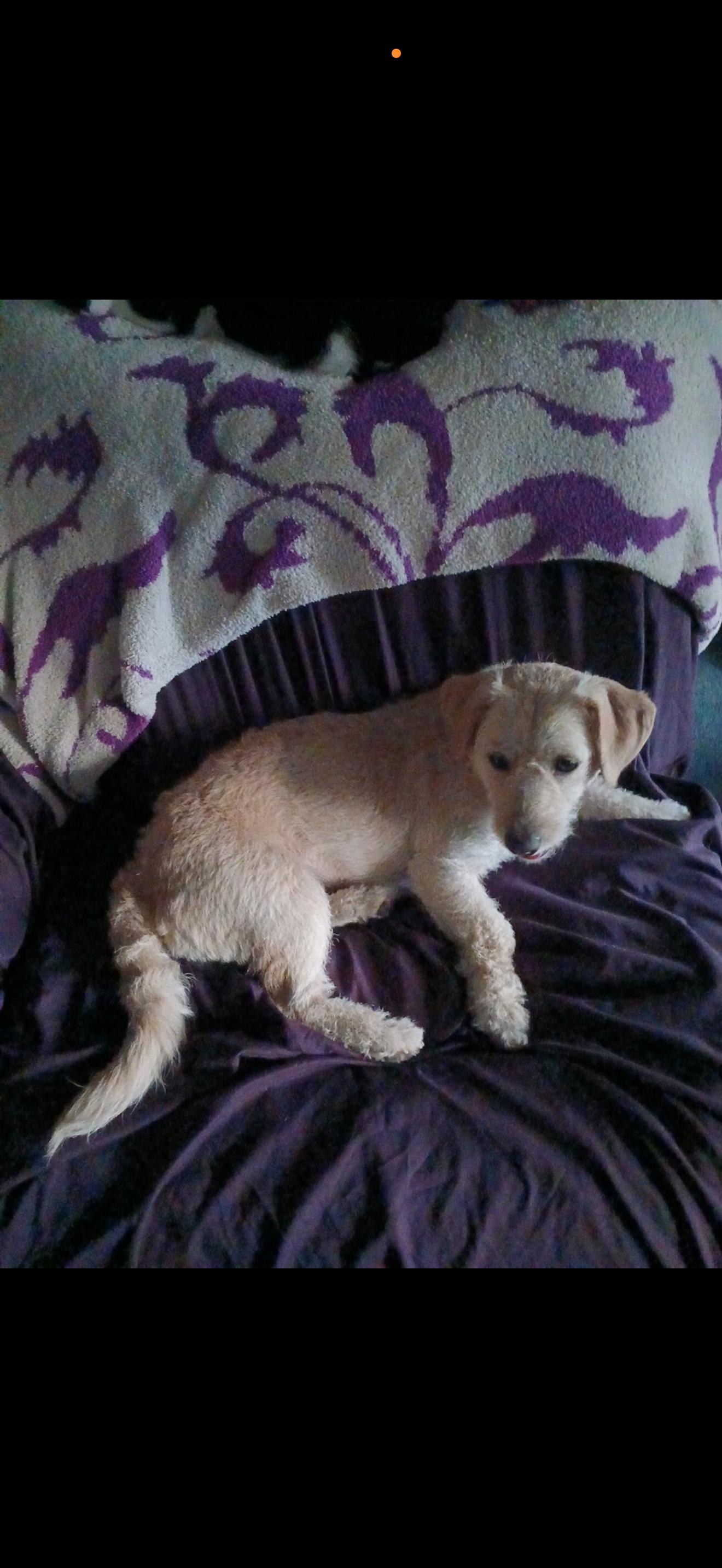 Enlarge Jessie - The Golden Doodle , a ADOPTABLE mixed breed in North Hollywood , CA image 2/3