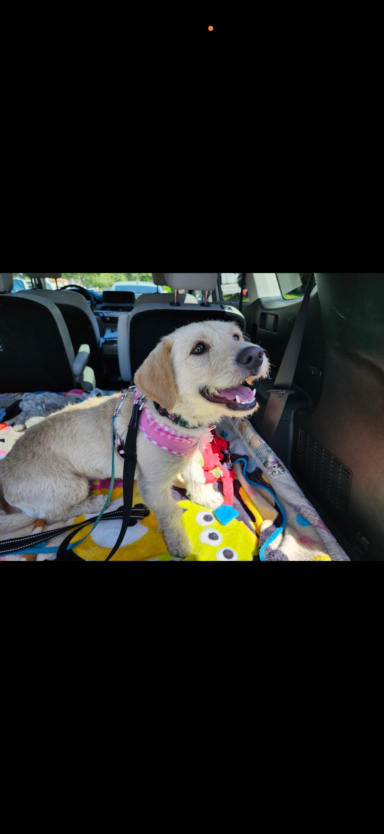 Enlarge Jessie - The Golden Doodle , a ADOPTABLE mixed breed in North Hollywood , CA image 4/5