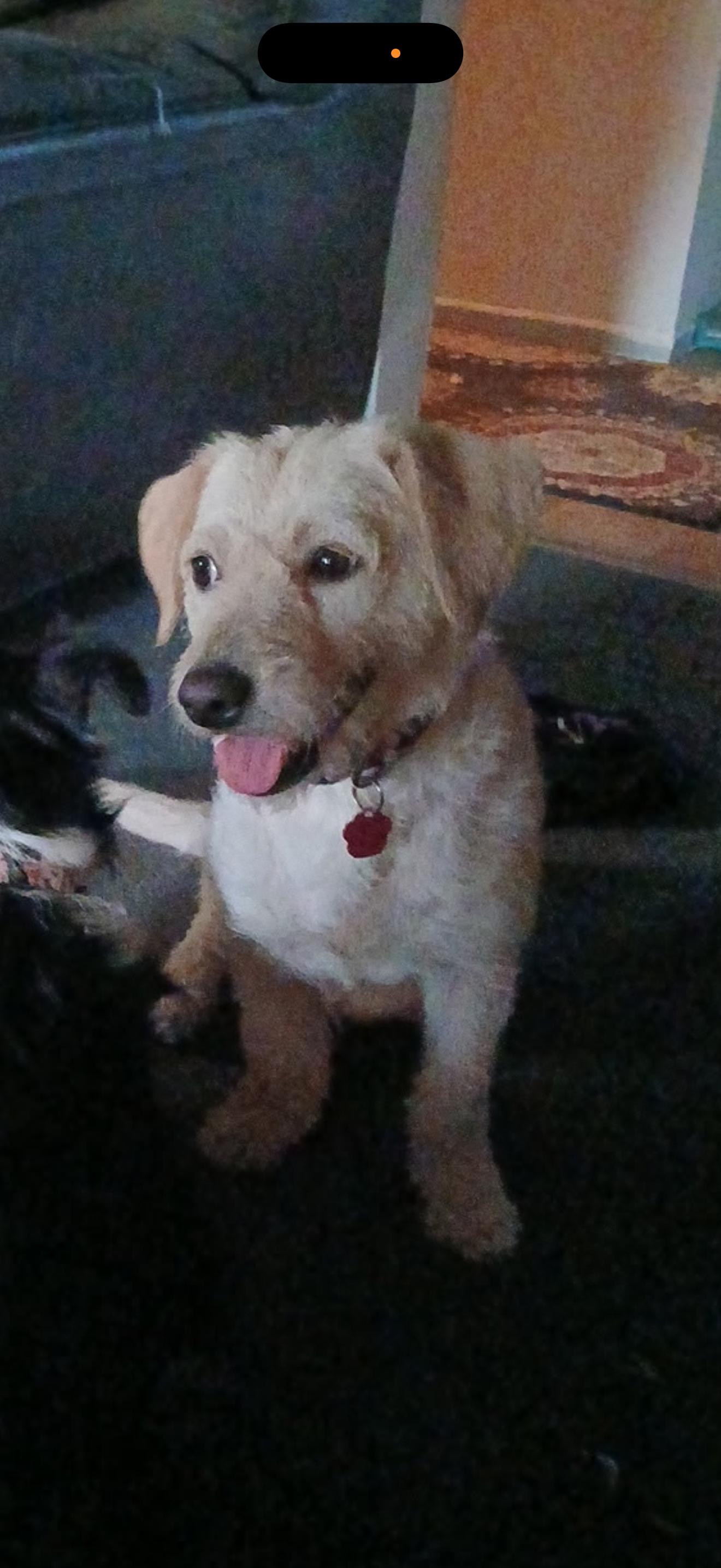 Enlarge Jessie - The Golden Doodle , a ADOPTABLE mixed breed in North Hollywood , CA image 1/3