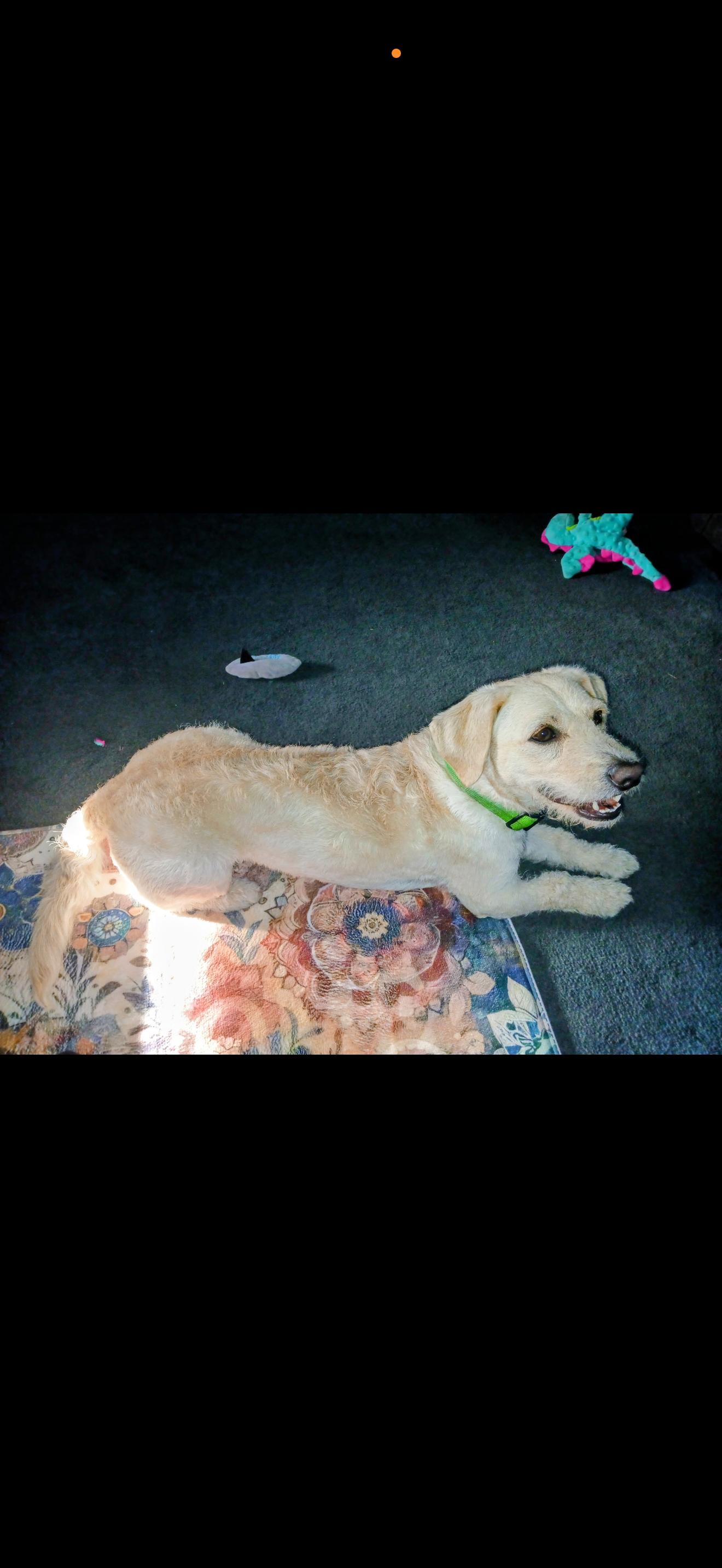 Enlarge Jessie - The Golden Doodle , a ADOPTABLE mixed breed in North Hollywood , CA image 3/3