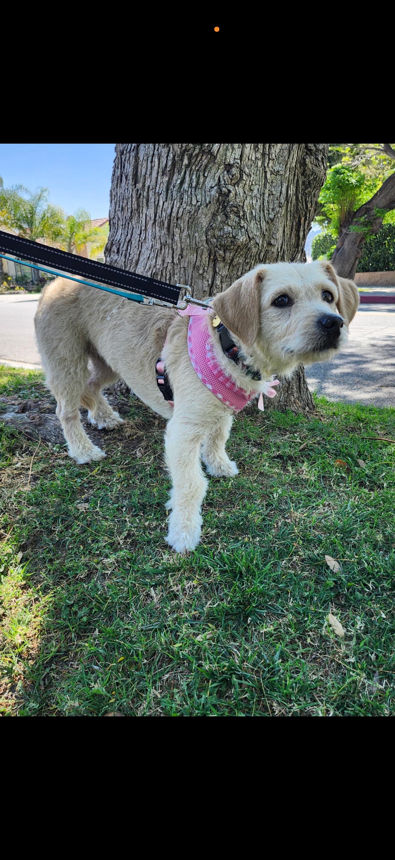 Jessie - The Golden Doodle , ADOPTABLE, Adult Female Goldendoodle & Golden Retriever.