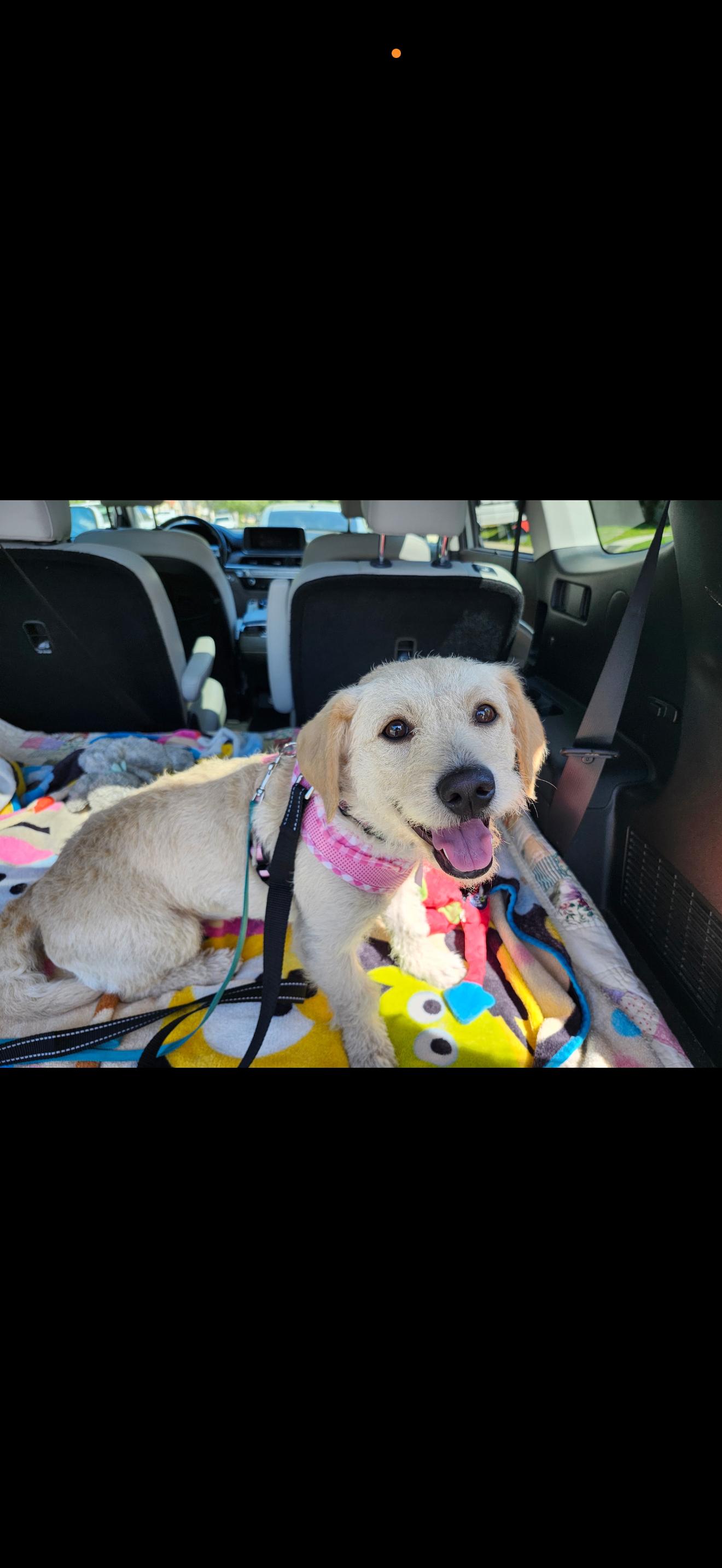 Enlarge Jessie - The Golden Doodle , a ADOPTABLE mixed breed in North Hollywood , CA image 5/5