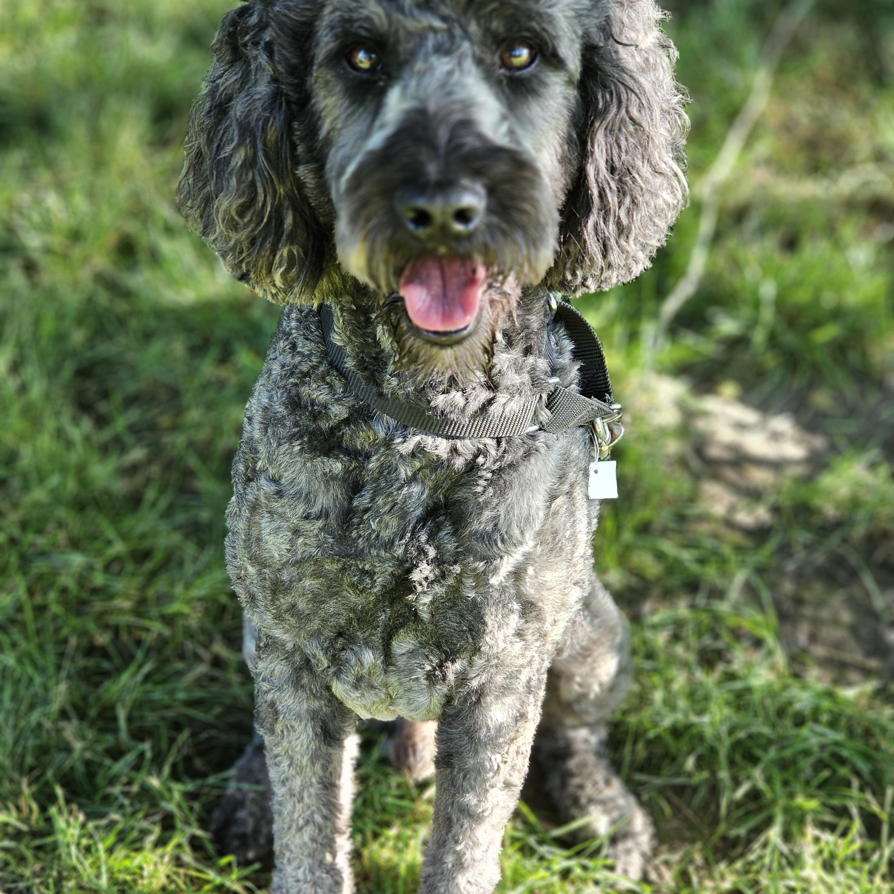 Chewey Springfield, a Adoptable Goldendoodle in Springfield , IL image 6/6