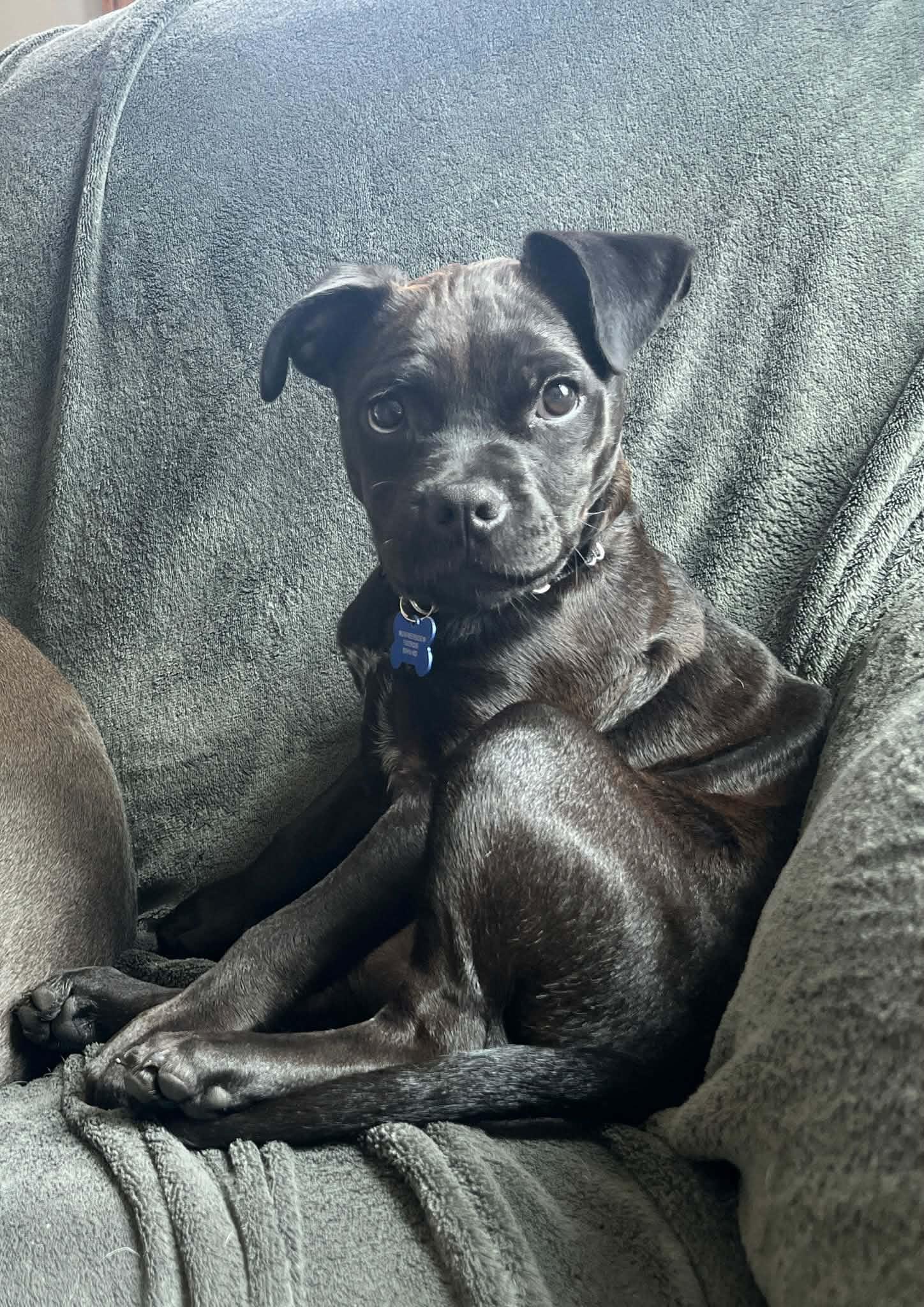 Bella, a ADOPTABLE mixed breed in De Pere, WI image 6/6