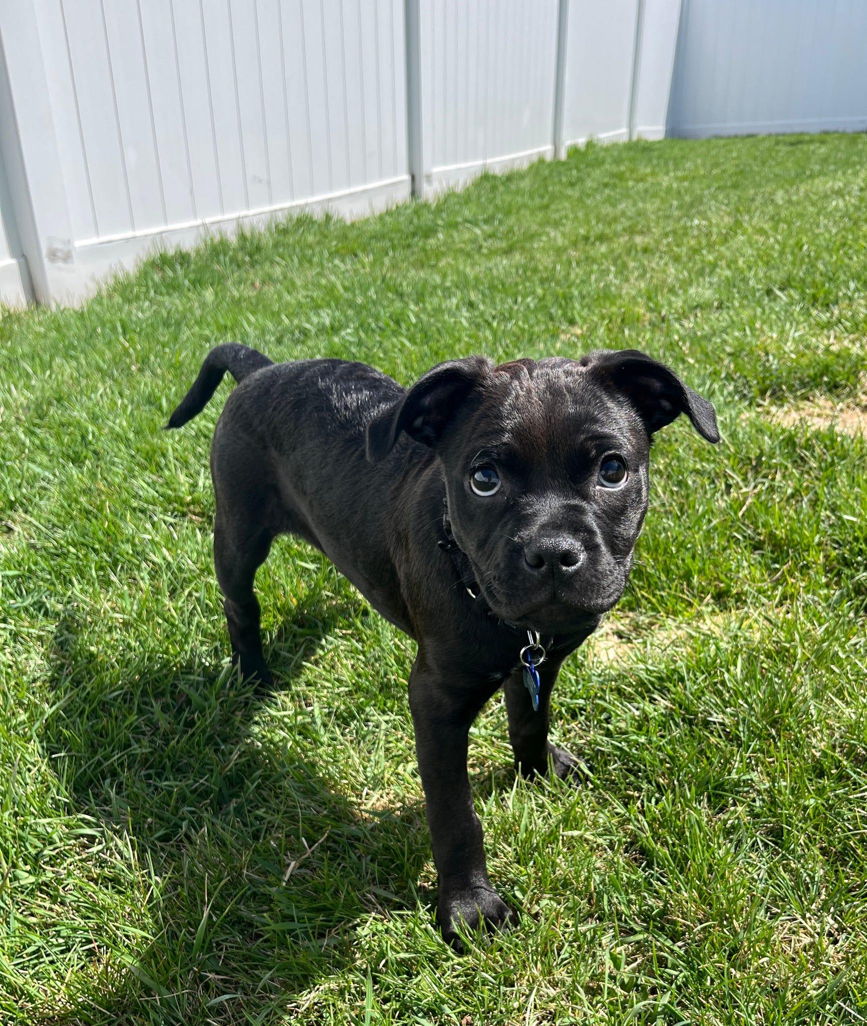 Enlarge Bella, a ADOPTABLE mixed breed in De Pere, WI image 4/4