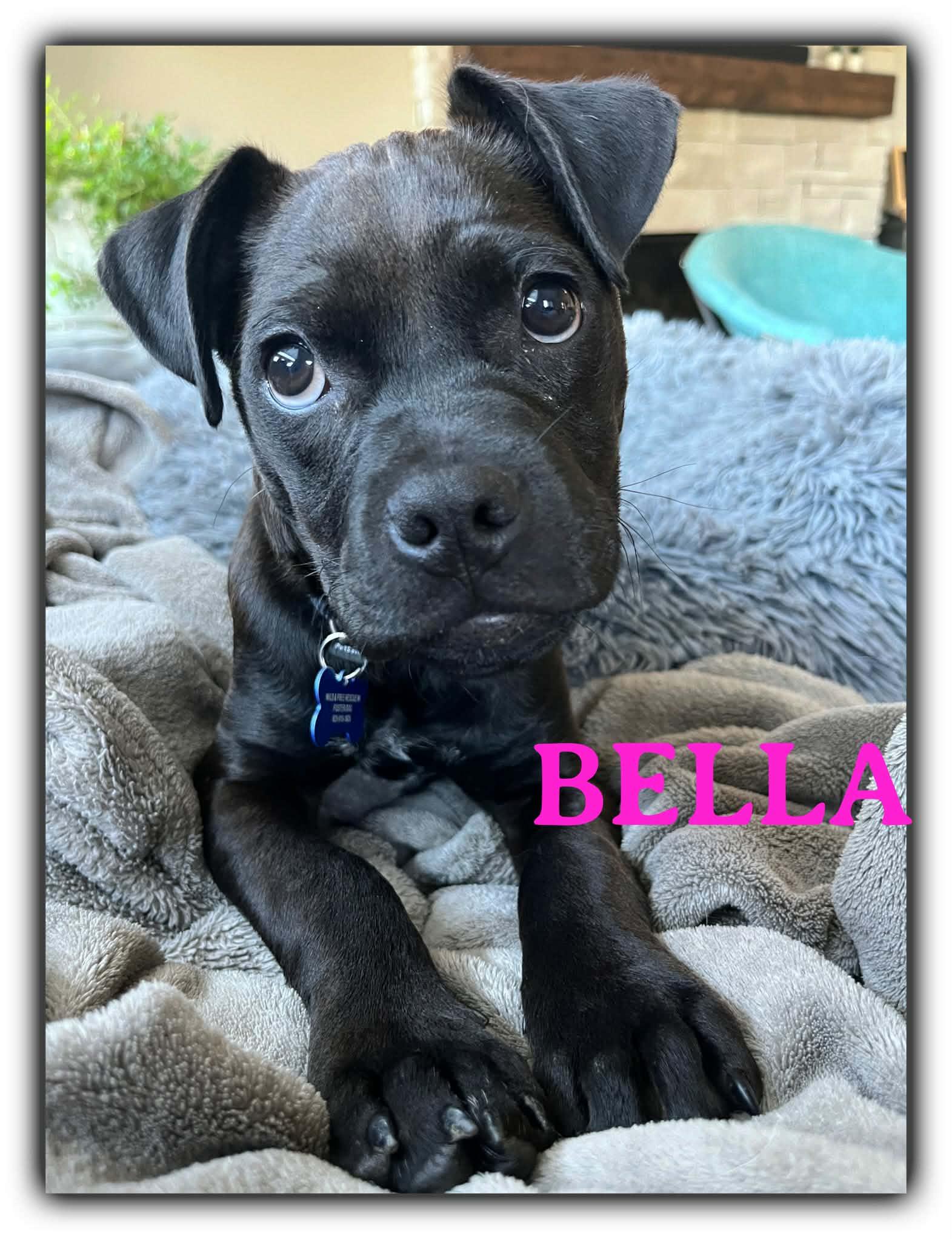 Bella, a ADOPTABLE mixed breed in De Pere, WI image 1/6