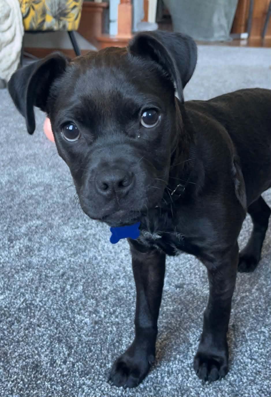 Bella, a ADOPTABLE mixed breed in De Pere, WI image 5/6