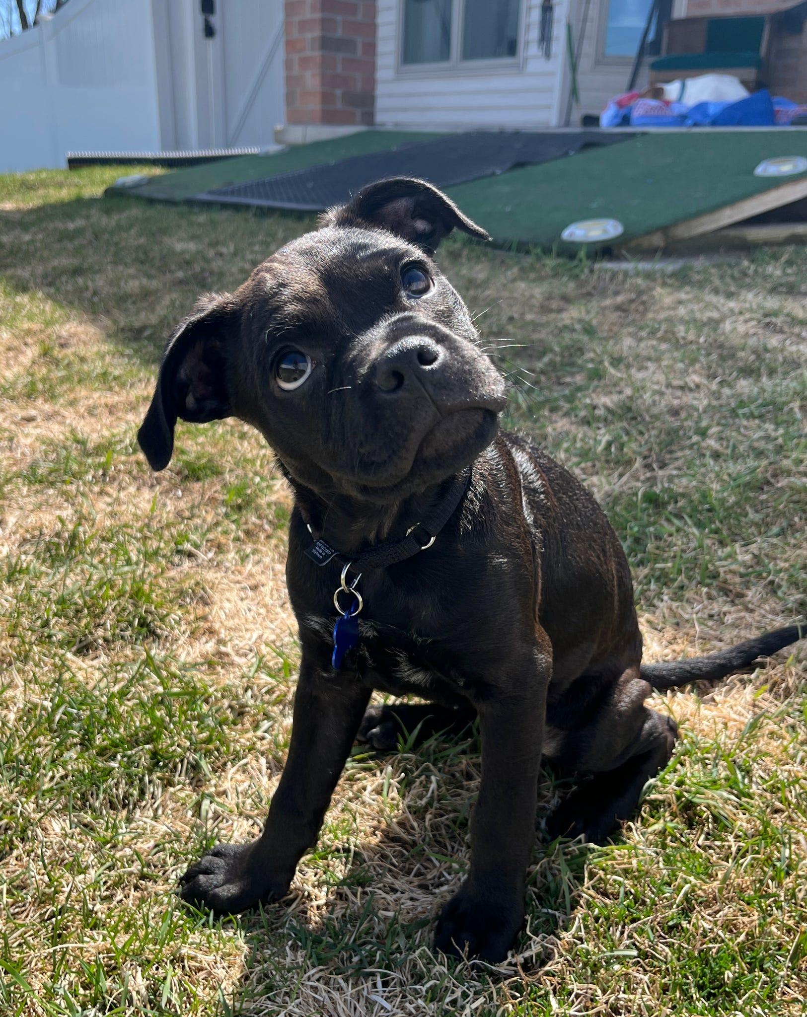 Bella, ADOPTABLE, Puppy Female Mixed Breed.