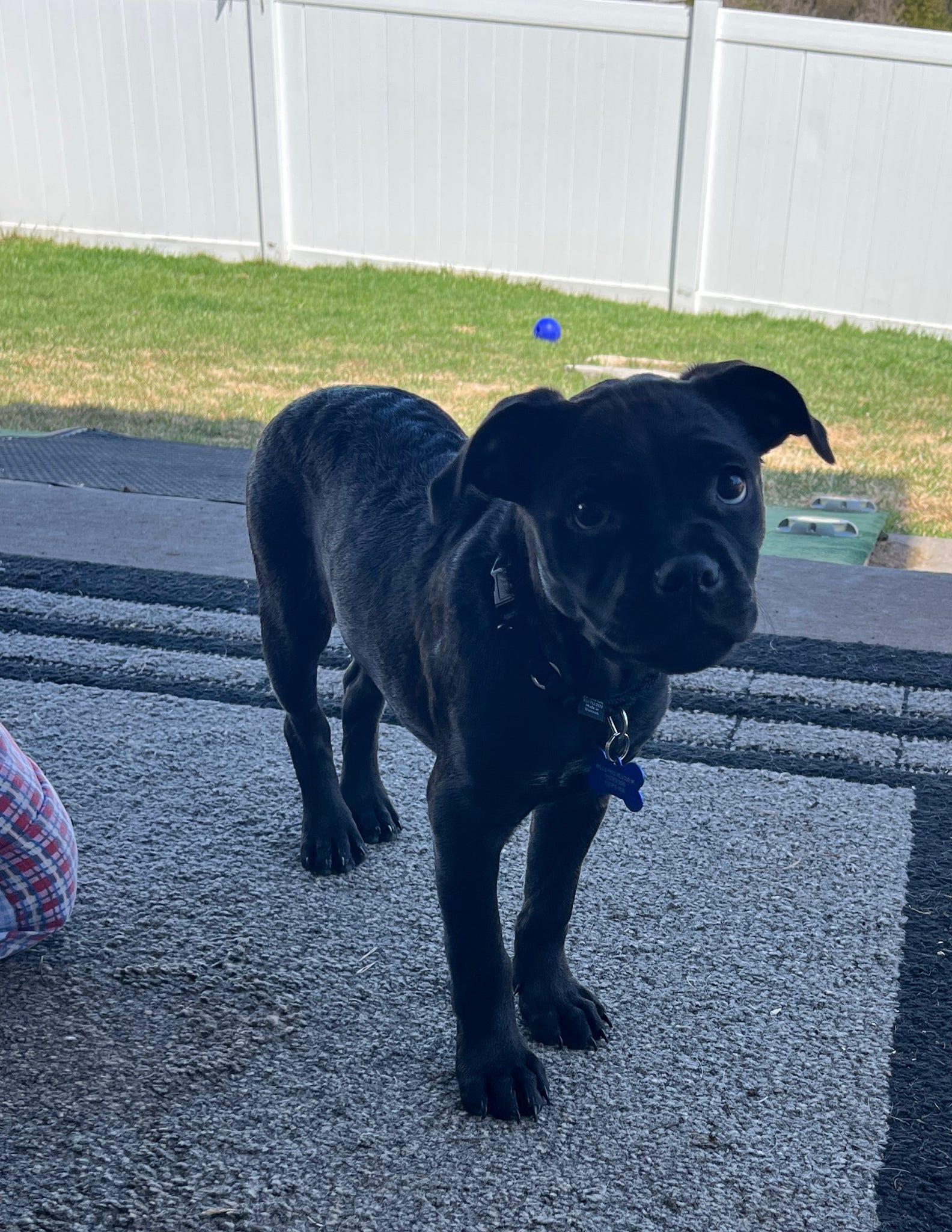 Enlarge Bella, a ADOPTABLE mixed breed in De Pere, WI image 2/4