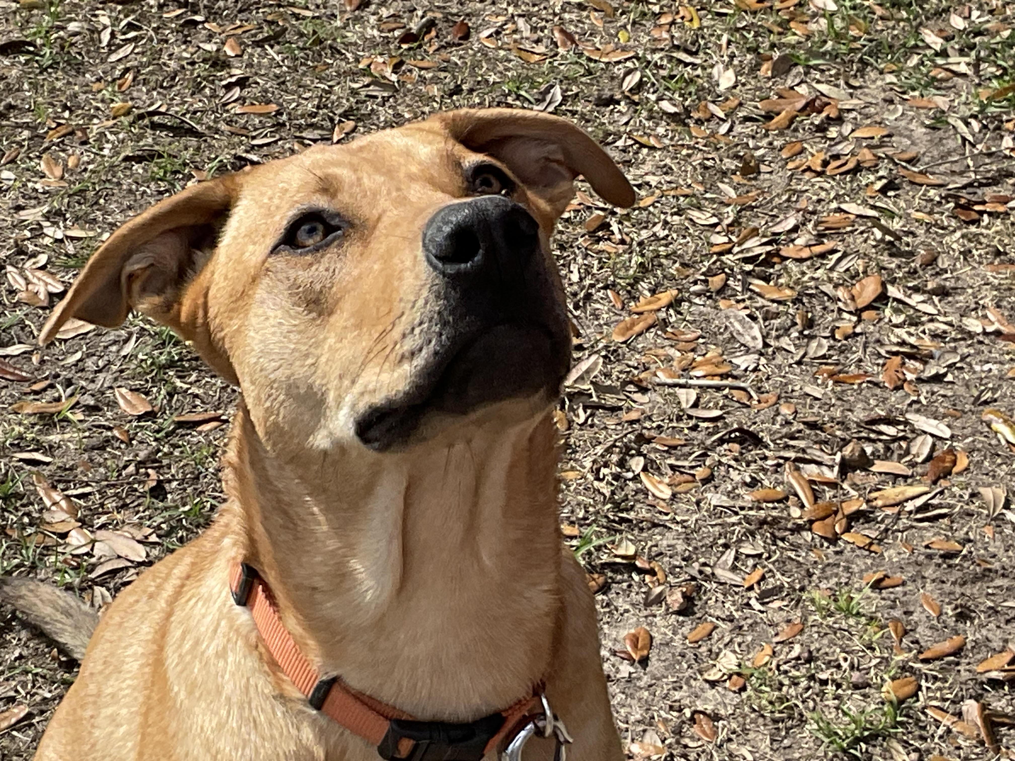 Jazzy , adopted, Young Female Golden Retriever.