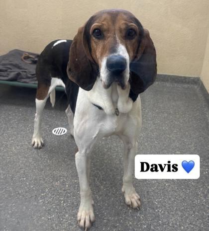 Davis, Adoptable, Adult Male Mixed Breed & Mixed Breed.