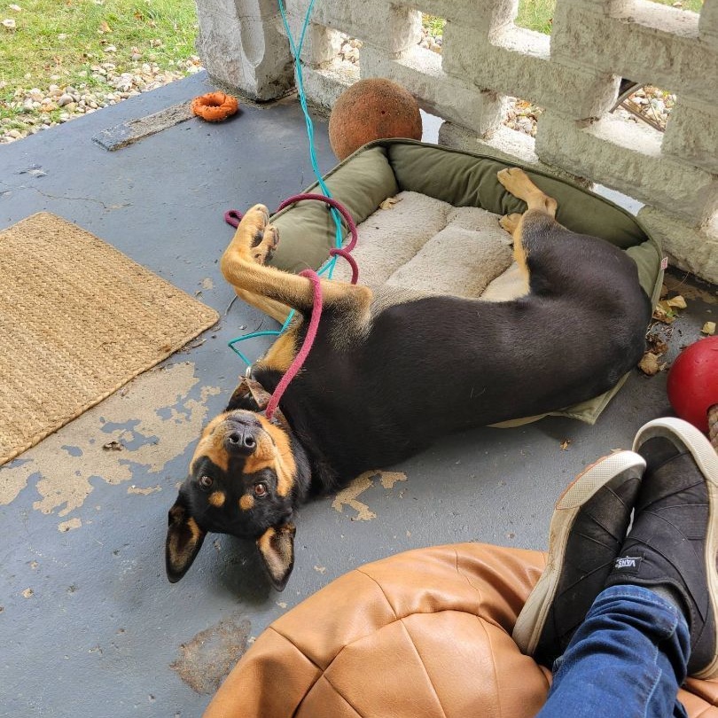 Enlarge Missy, a Adoptable mixed breed in Roachdale, IN image 2/4