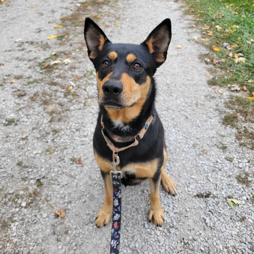 Enlarge Missy, a Adoptable mixed breed in Roachdale, IN image 3/4