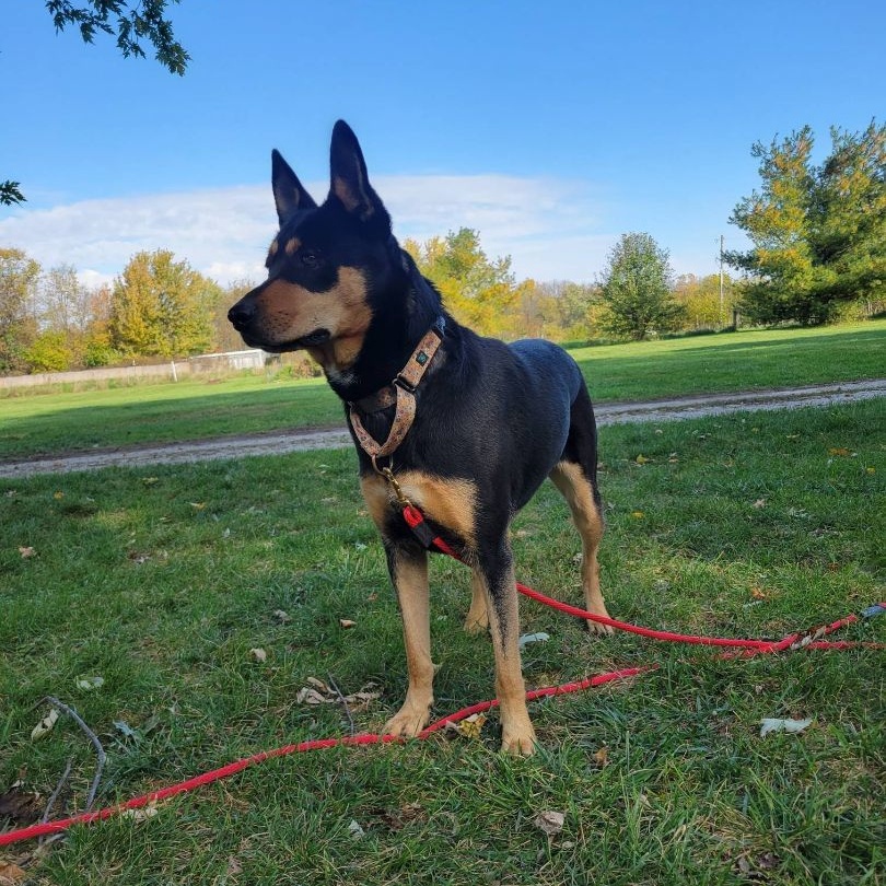 Enlarge Missy, a Adoptable mixed breed in Roachdale, IN image 4/4