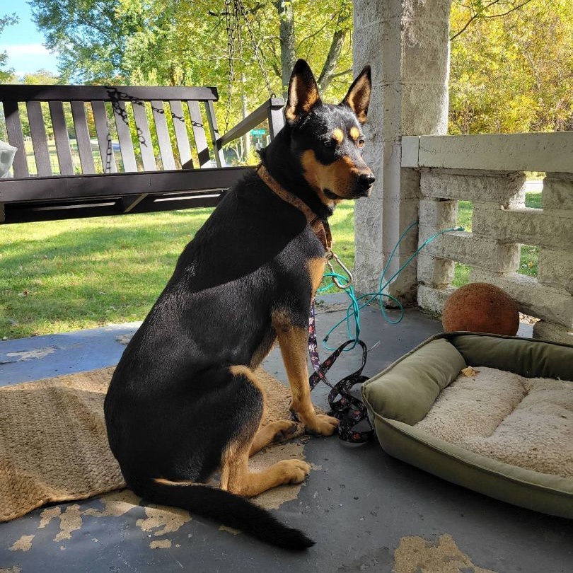 Enlarge Missy, a Adoptable mixed breed in Roachdale, IN image 1/4
