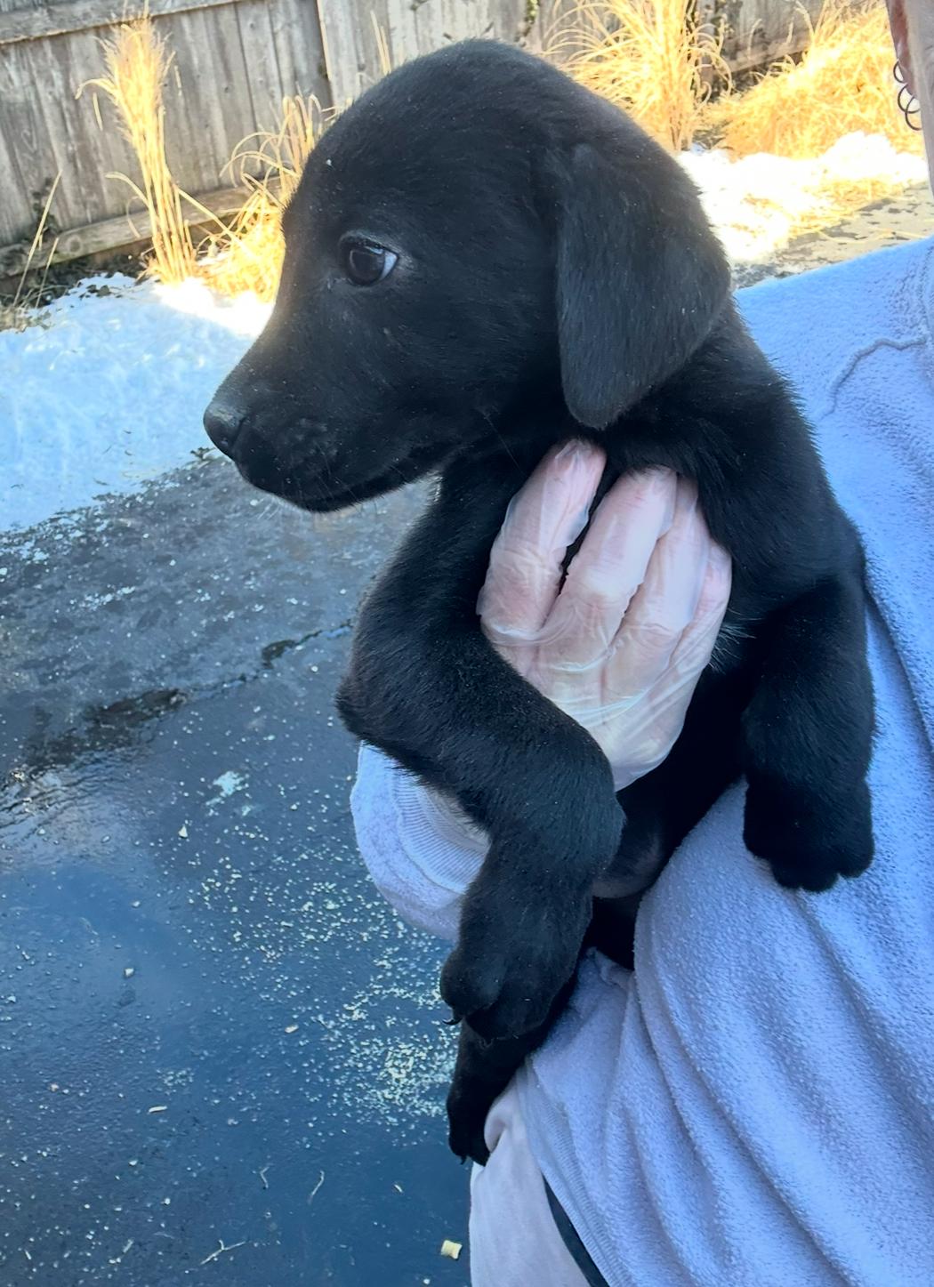 Danish, a Adopted mixed breed in Arlington Heights, IL image 2/5