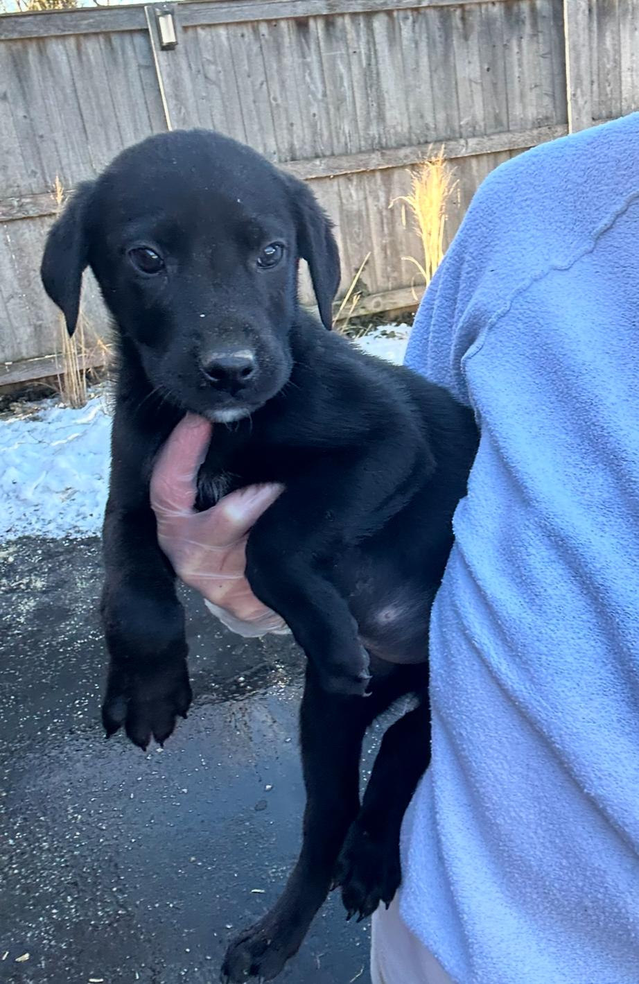 Danish, a Adopted mixed breed in Arlington Heights, IL image 5/5