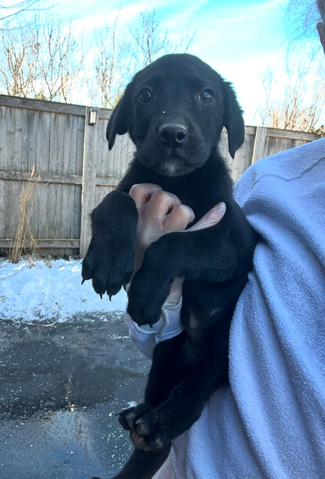Danish, a Adopted mixed breed in Arlington Heights, IL image 4/5