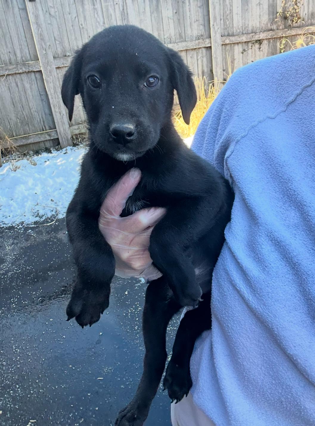 Danish, a Adopted mixed breed in Arlington Heights, IL image 1/5