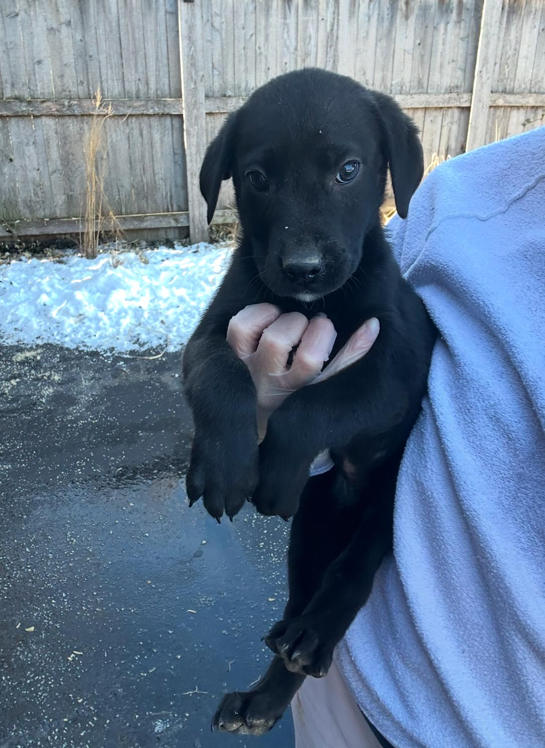 Danish, a Adopted mixed breed in Arlington Heights, IL image 3/5