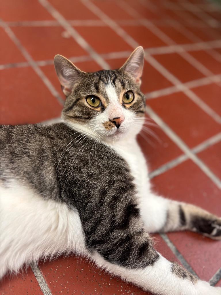Ethan, a Adoptable mixed breed in Port Jervis, NY image 2/2