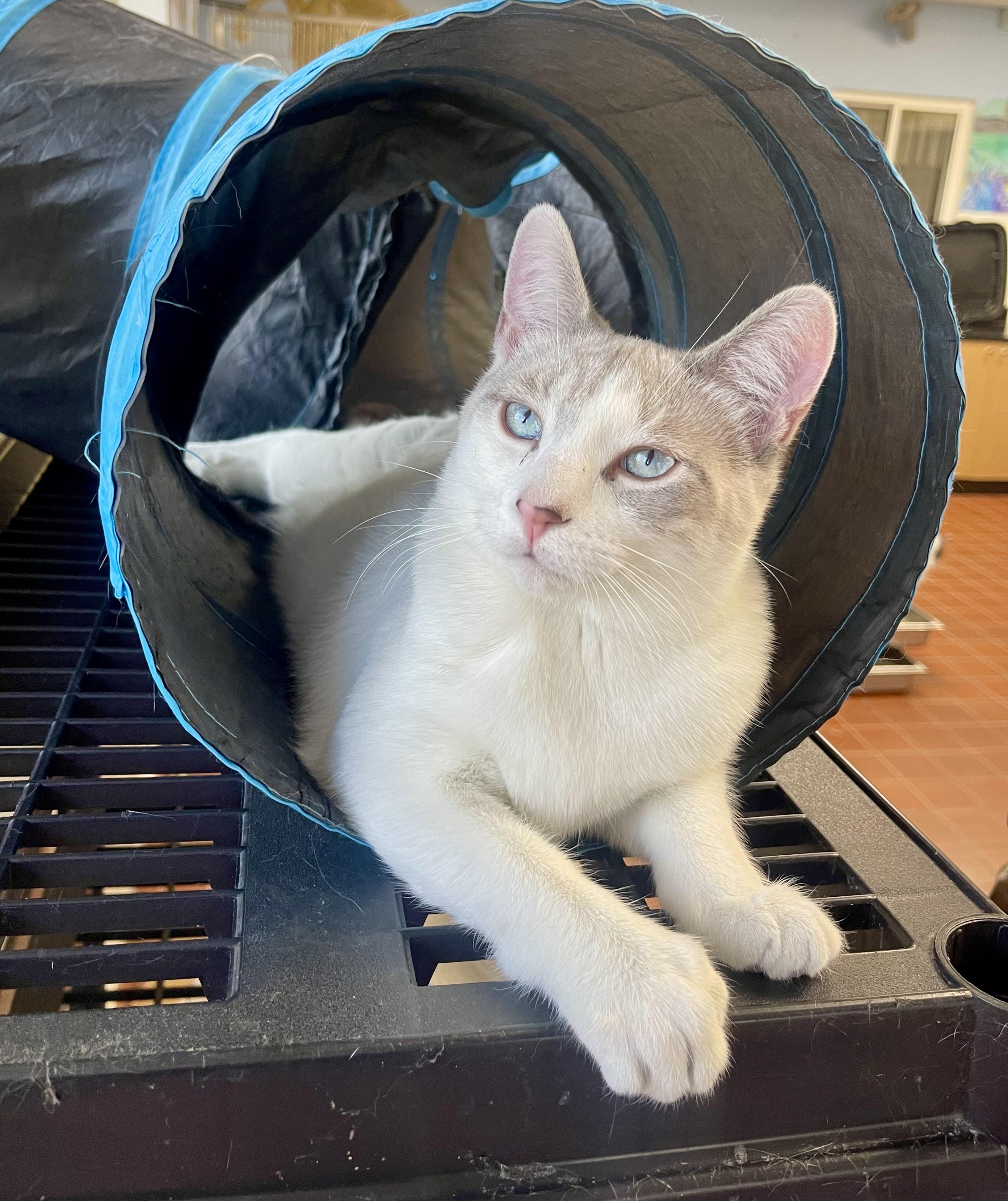 Enlarge Odin, a Adoptable mixed breed in Battle Creek, MI image 6/6