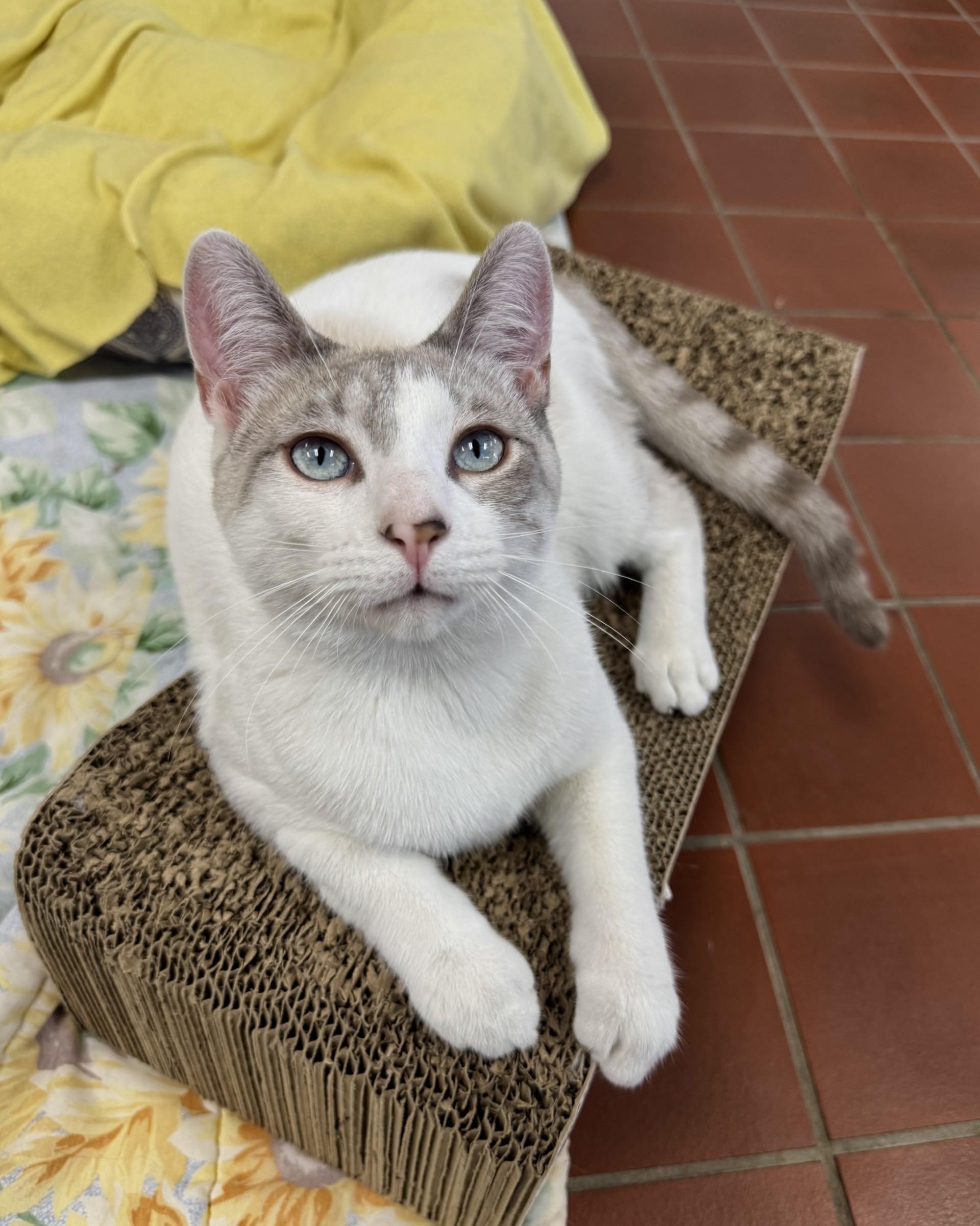 Enlarge Odin, a Adoptable mixed breed in Battle Creek, MI image 2/6