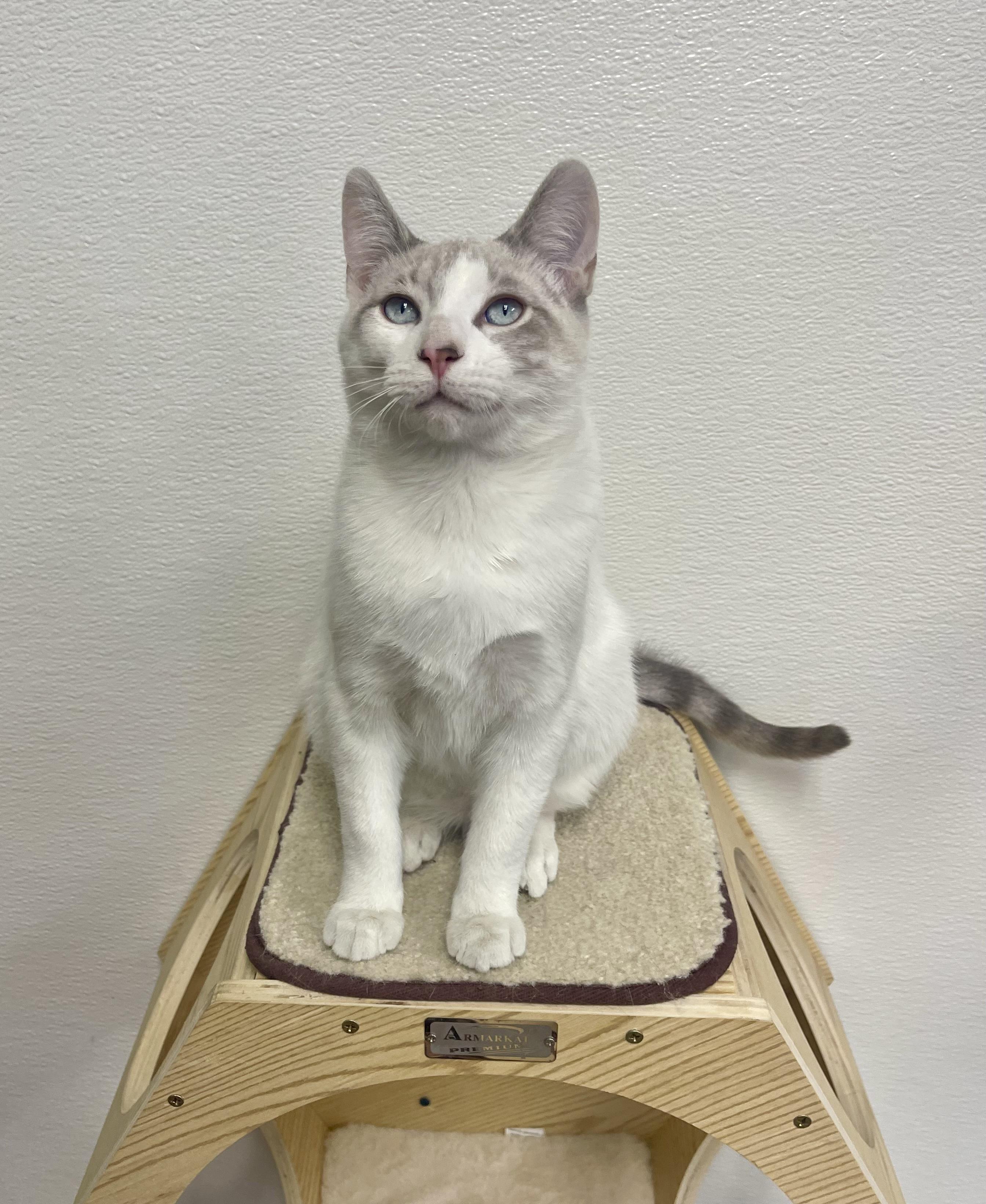 Enlarge Odin, a Adoptable mixed breed in Battle Creek, MI image 5/6