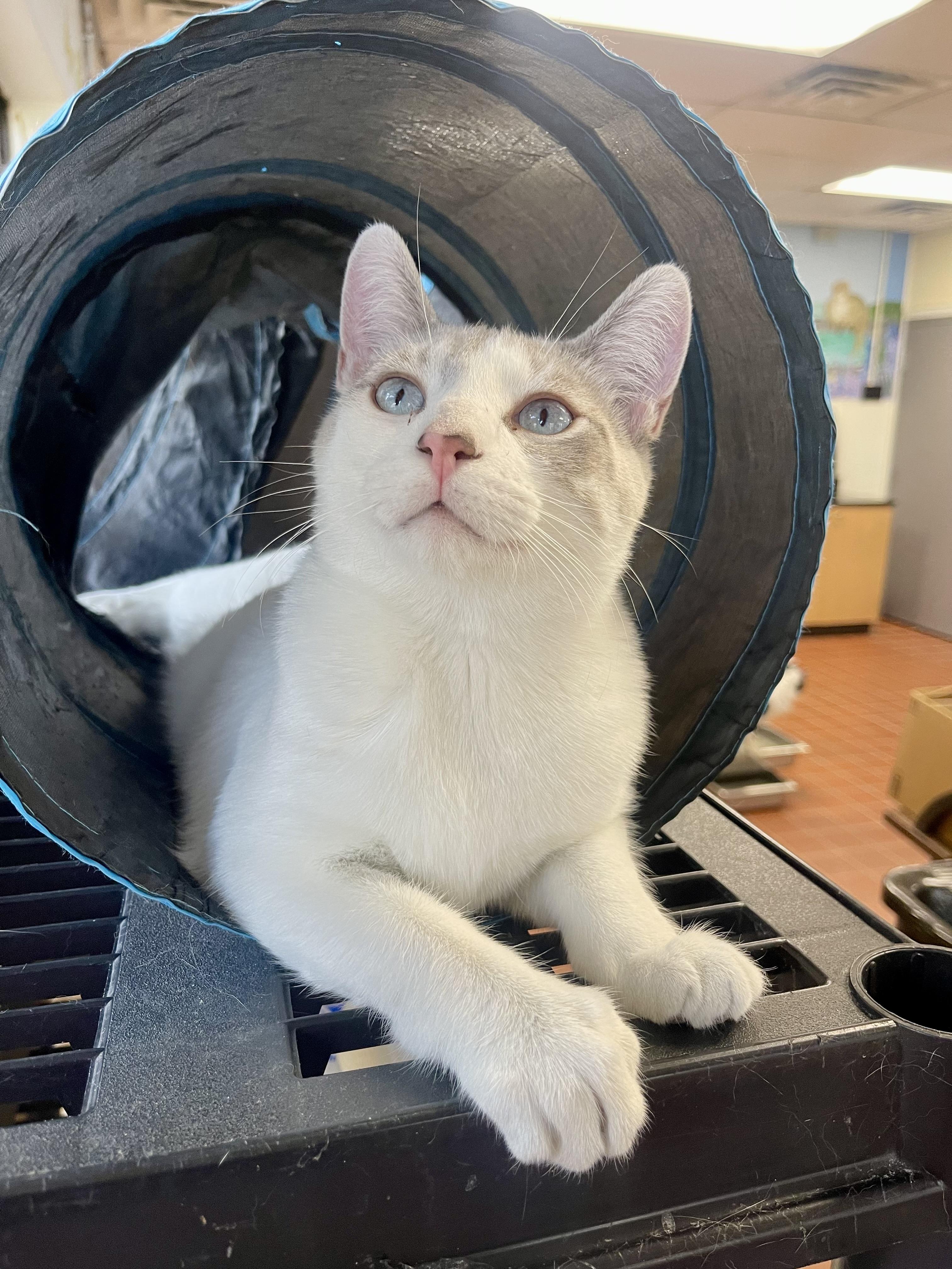 Enlarge Odin, a Adoptable mixed breed in Battle Creek, MI image 4/6