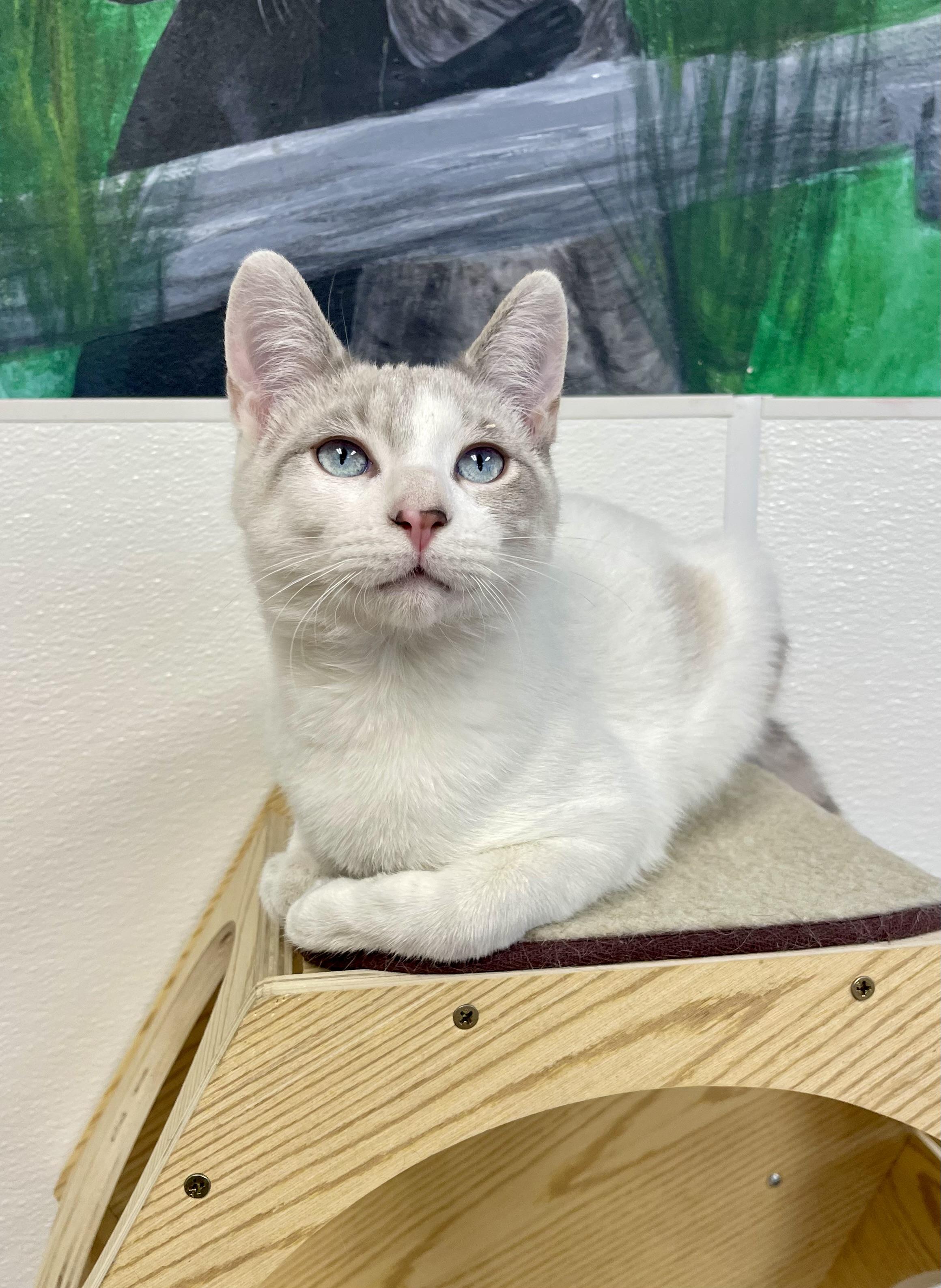 Enlarge Odin, a Adoptable mixed breed in Battle Creek, MI image 3/6