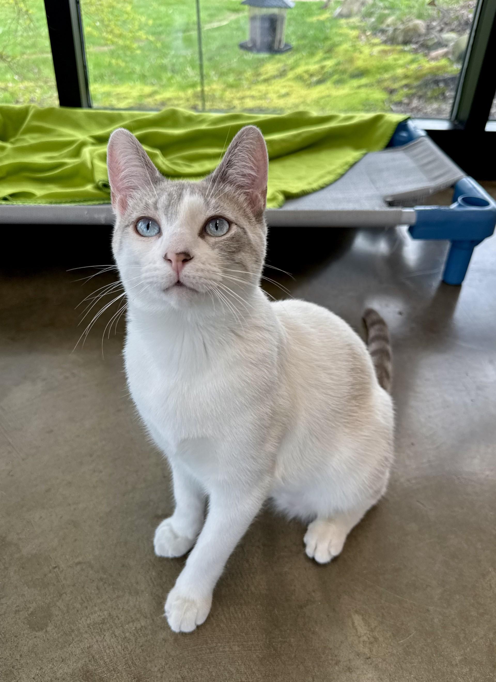 Odin, Adoptable, Young Male Domestic Short Hair & Siamese.
