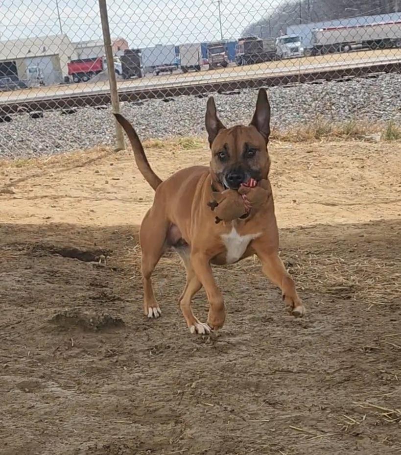 Melody, Adoptable, Adult Female Boxer.