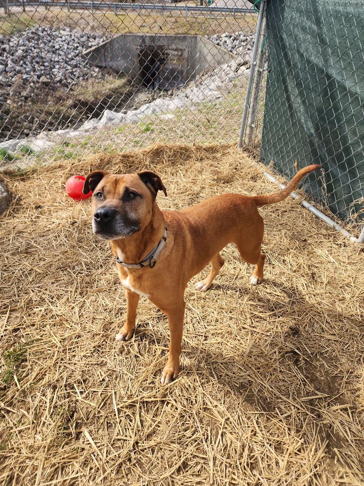 Enlarge Melody, a Adoptable mixed breed in Evansville, IN image 2/6