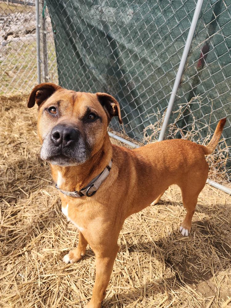 Enlarge Melody, a Adoptable mixed breed in Evansville, IN image 3/6