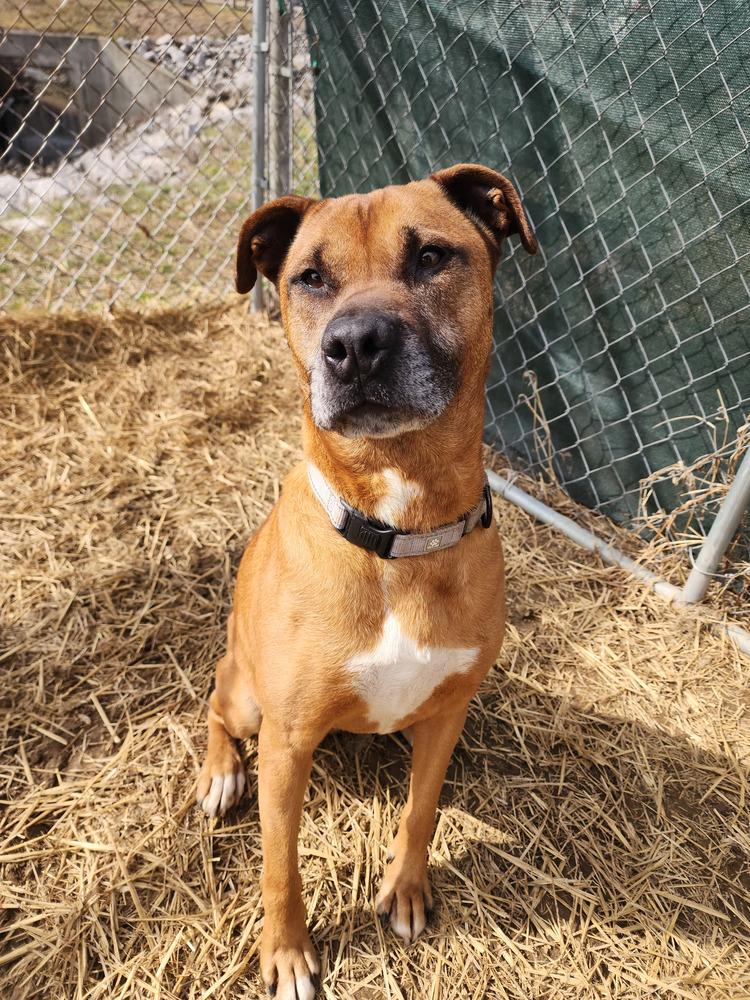 Enlarge Melody, a Adoptable mixed breed in Evansville, IN image 4/6