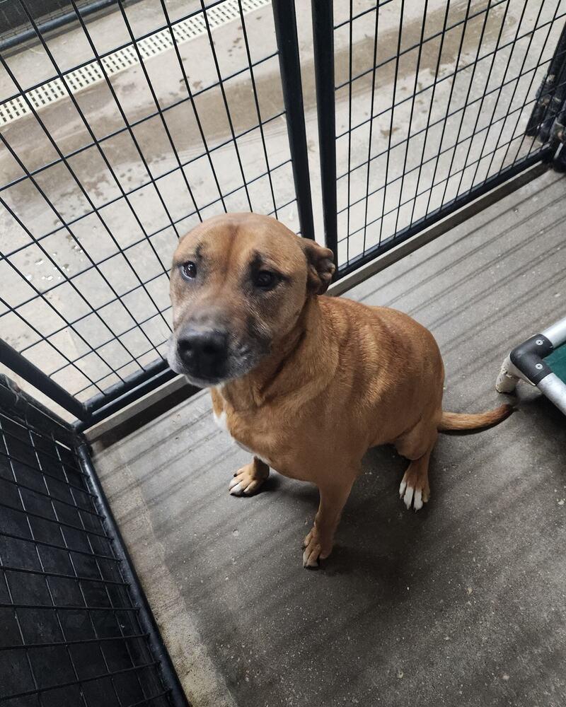 Enlarge Melody, a Adoptable mixed breed in Evansville, IN image 5/6