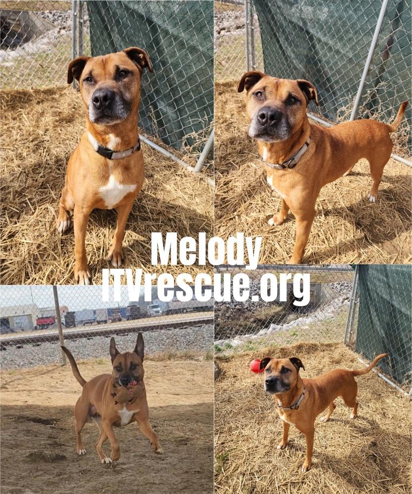 Enlarge Melody, a Adoptable mixed breed in Evansville, IN image 6/6