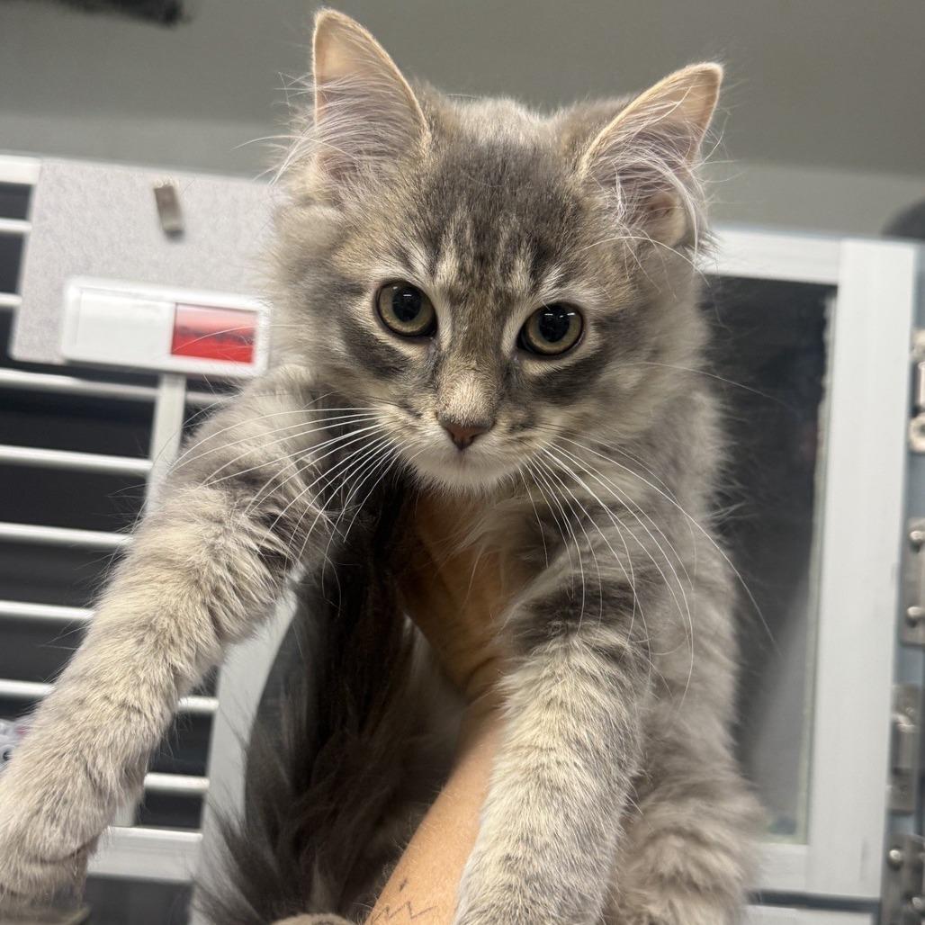 Enlarge Tom, a Adoptable Domestic Long Hair in Collinsville , OK image 1/1