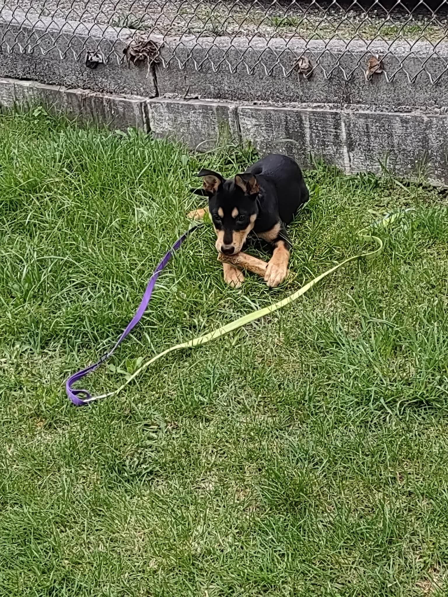 Enlarge Sugar Magnolia, a ADOPTABLE mixed breed in Bahama, NC image 4/6