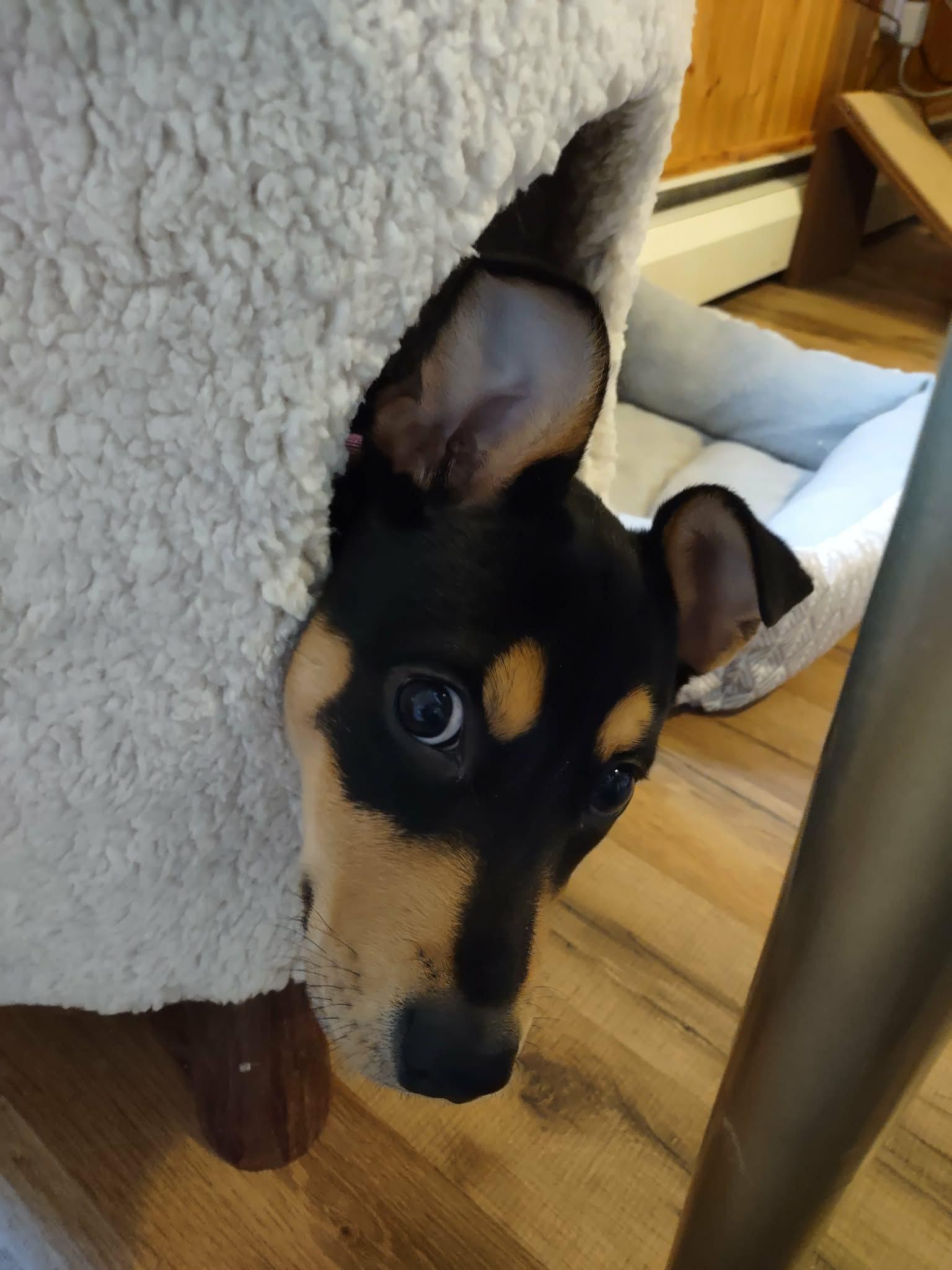 Enlarge Sugar Magnolia, a ADOPTABLE mixed breed in Bahama, NC image 6/6