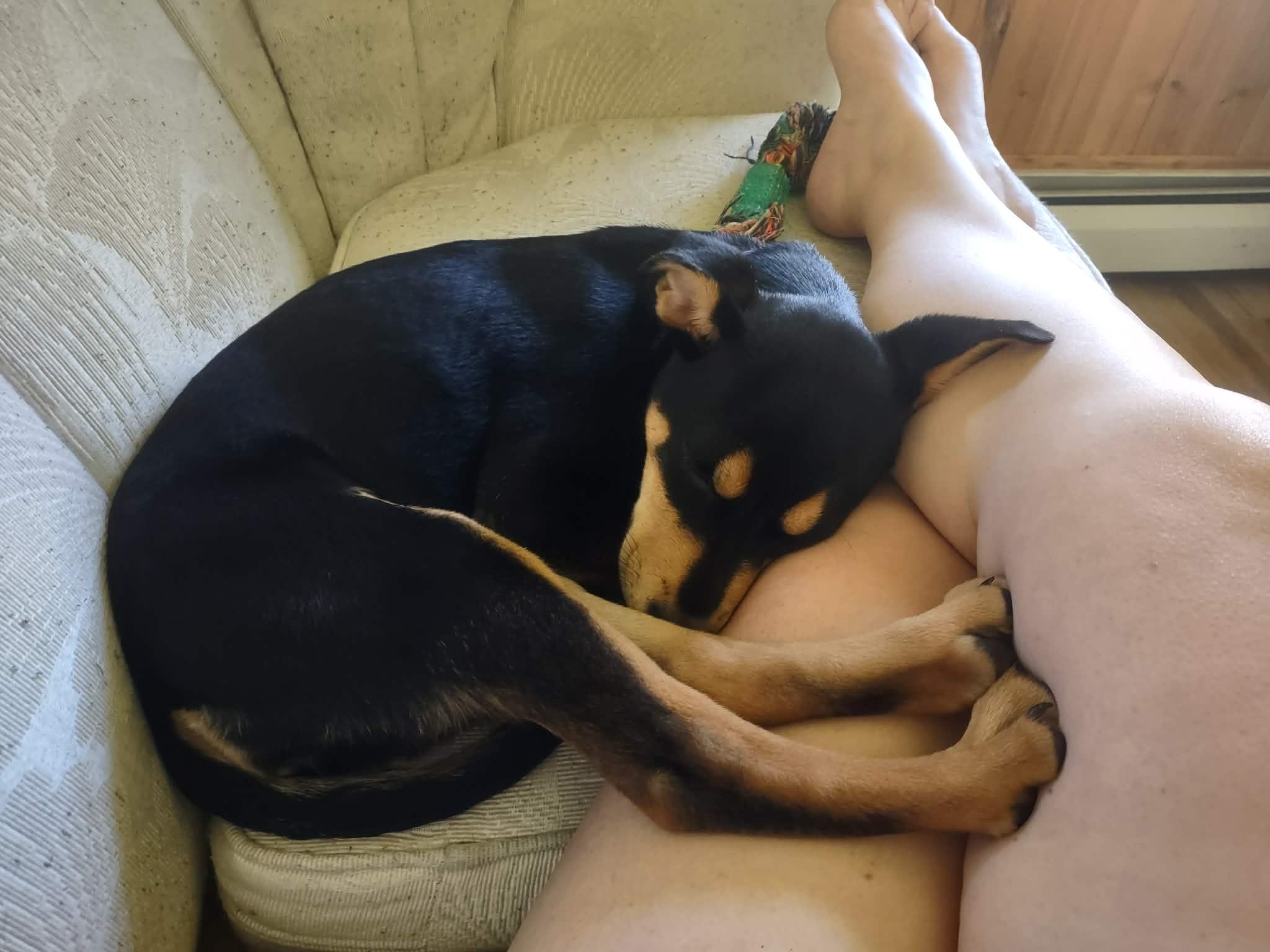 Enlarge Sugar Magnolia, a ADOPTABLE mixed breed in Bahama, NC image 5/6