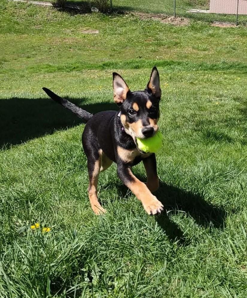 Enlarge Sugar Magnolia, a ADOPTABLE mixed breed in Bahama, NC image 2/6