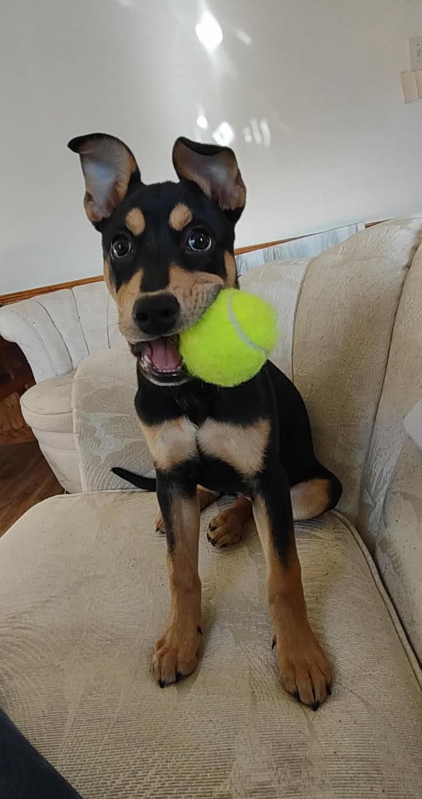 Sugar Magnolia, ADOPTABLE, Young Female Boxer.