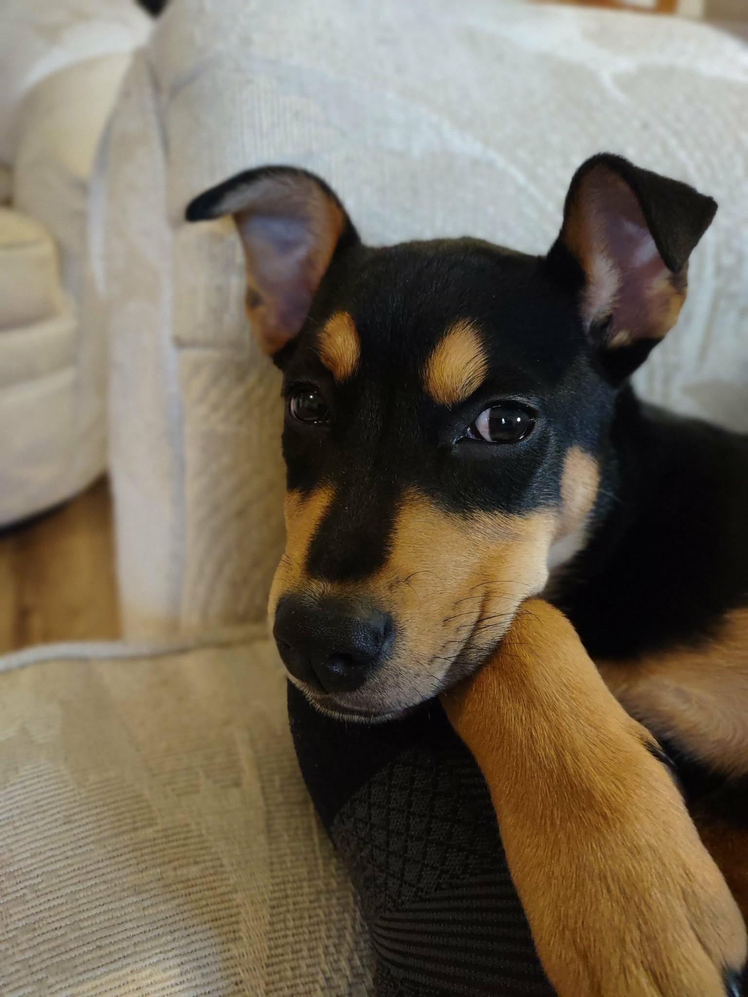 Enlarge Sugar Magnolia, a ADOPTABLE mixed breed in Bahama, NC image 3/6