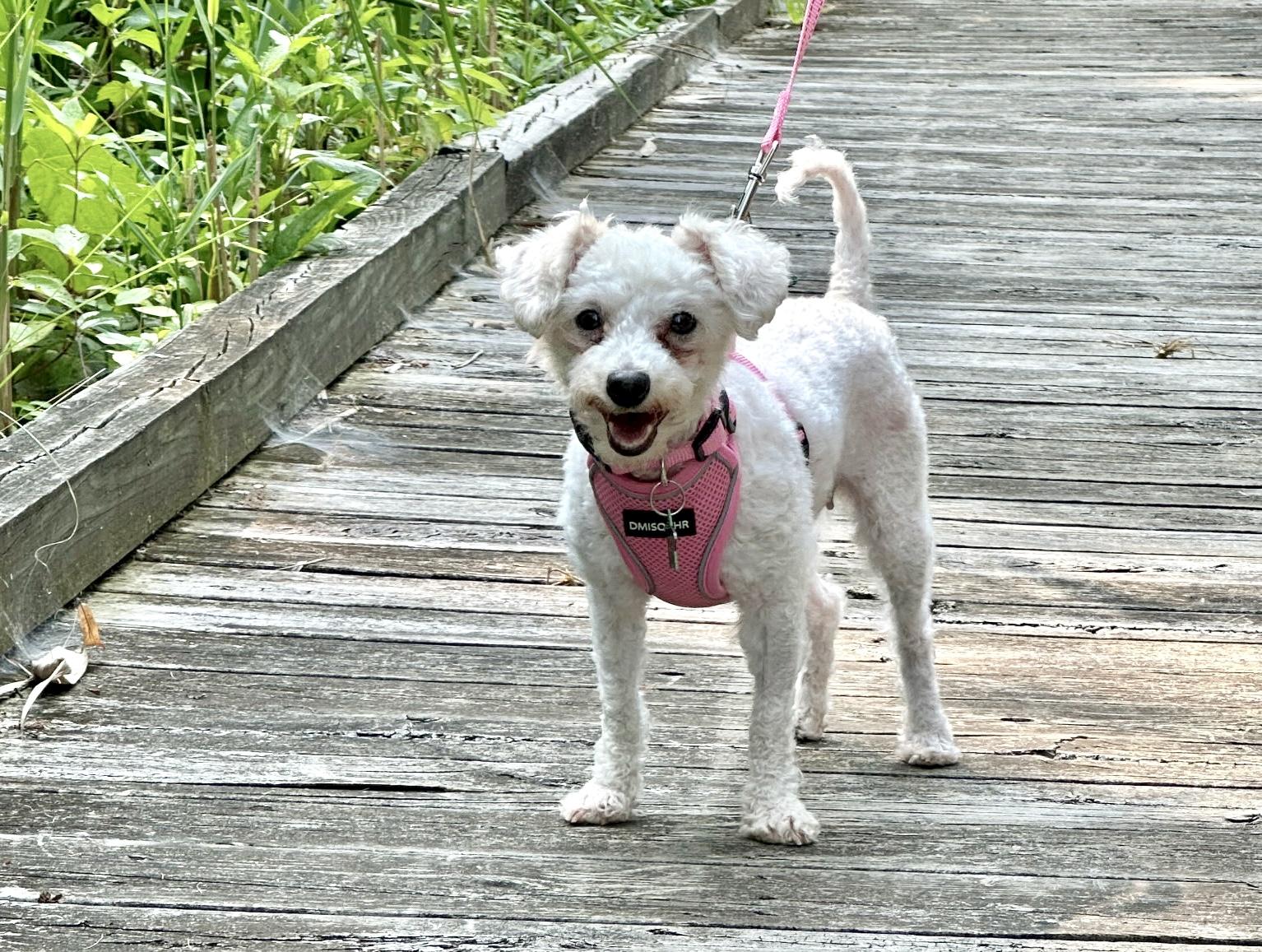 Whitney, Adopted, Adult Female Maltipoo.