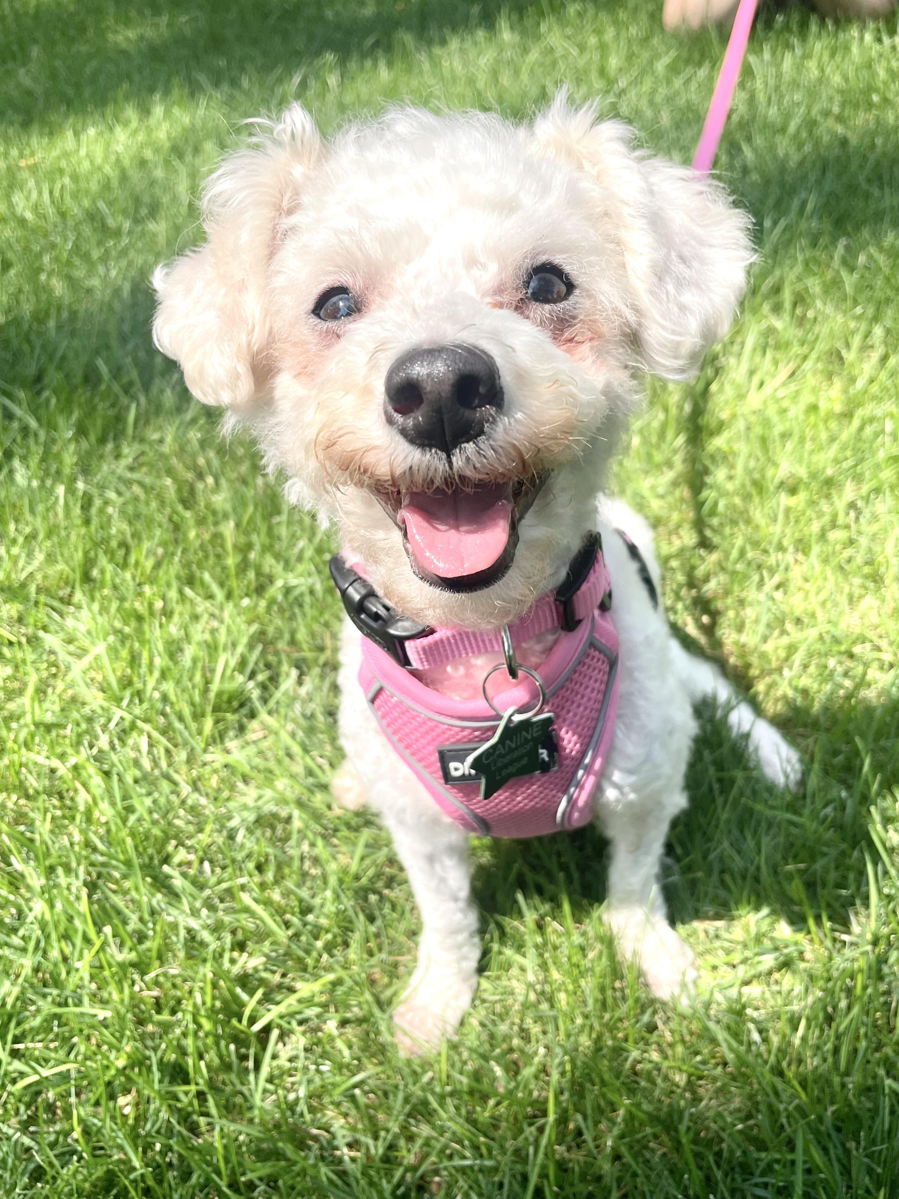 Whitney, an adoptable Maltipoo in South Lyon, MI, 48178 | Photo Image 4
