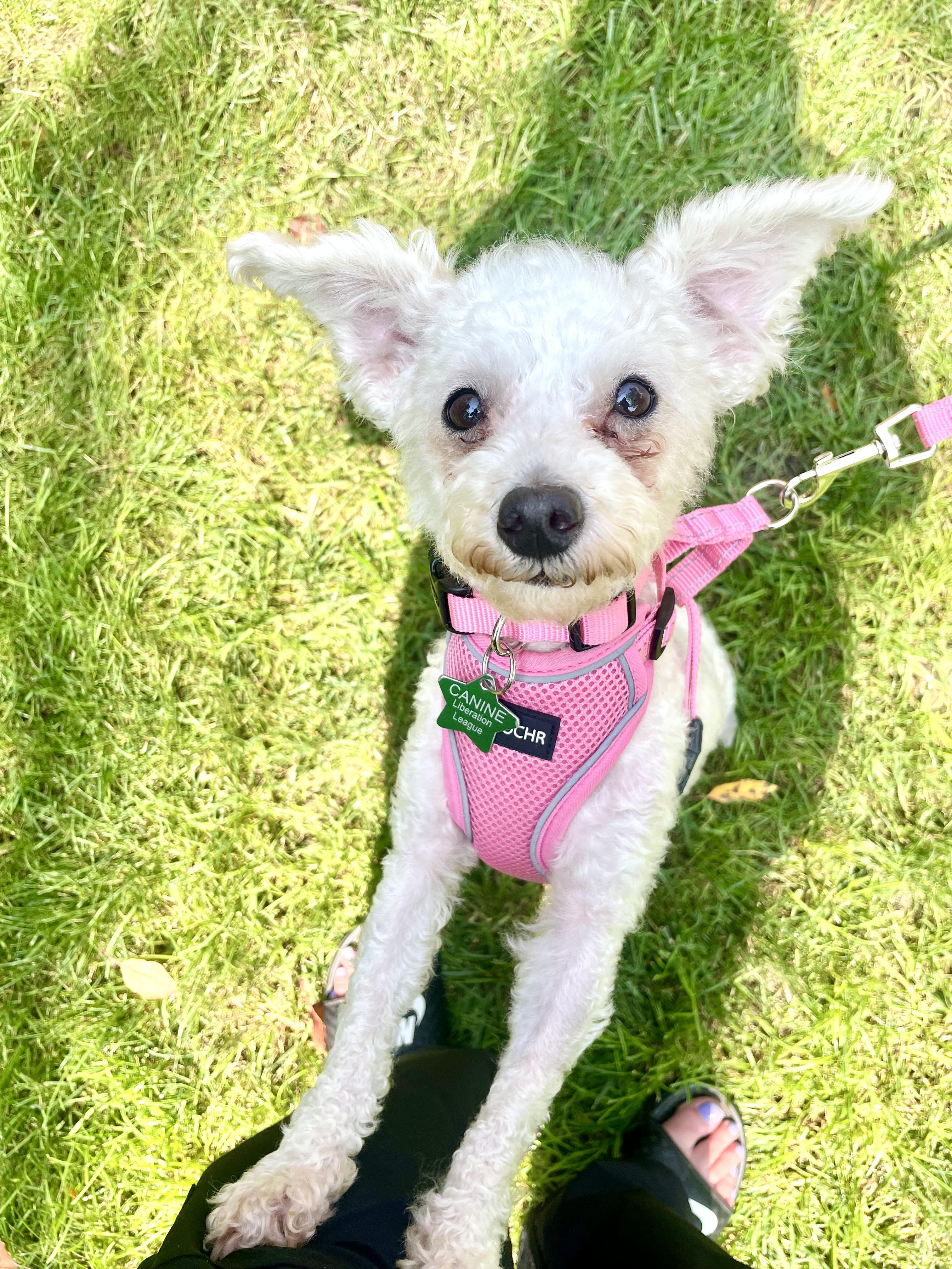 Whitney, an adoptable Maltipoo in South Lyon, MI, 48178 | Photo Image 5