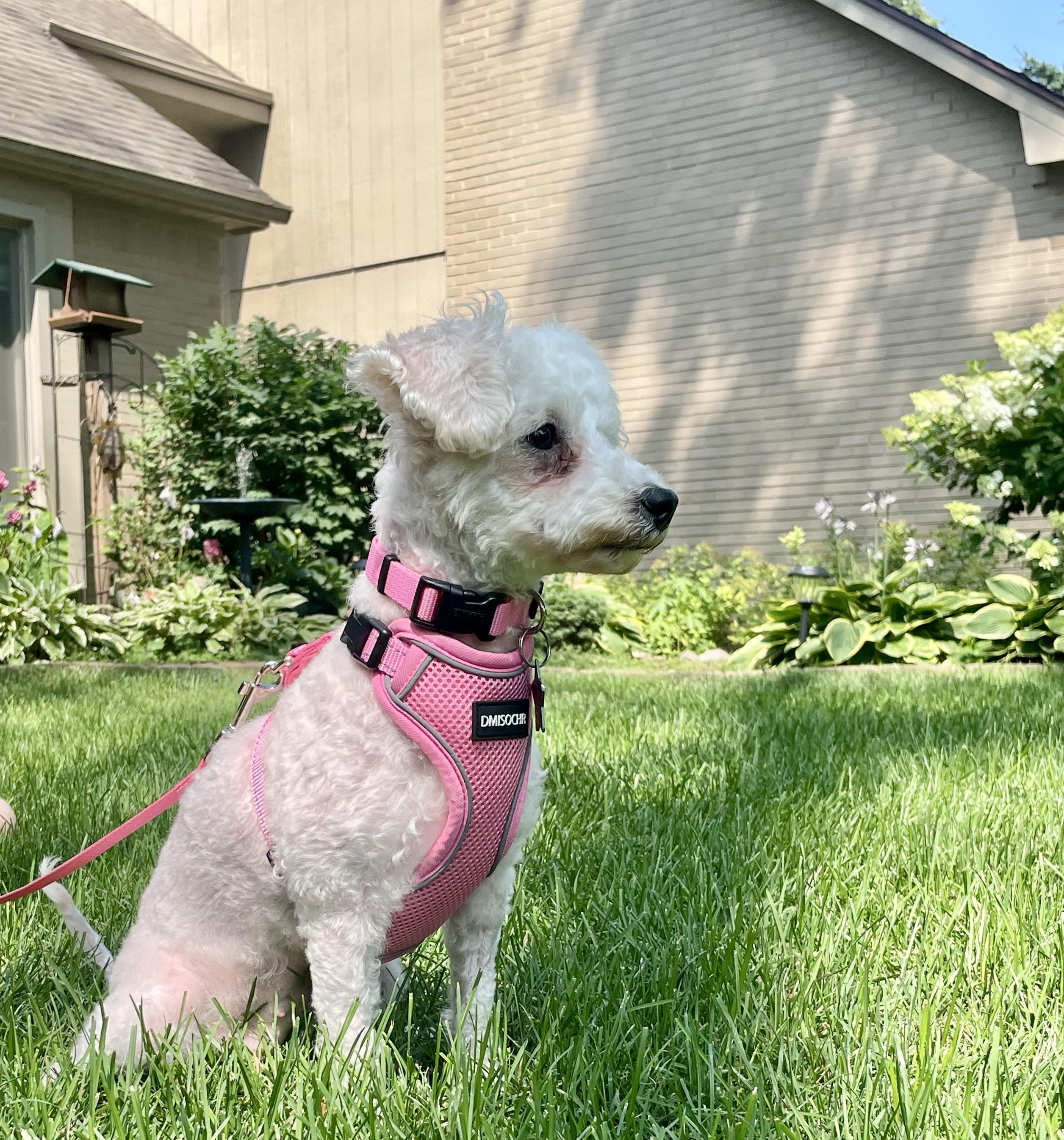 Whitney, an adoptable Maltipoo in South Lyon, MI, 48178 | Photo Image 6